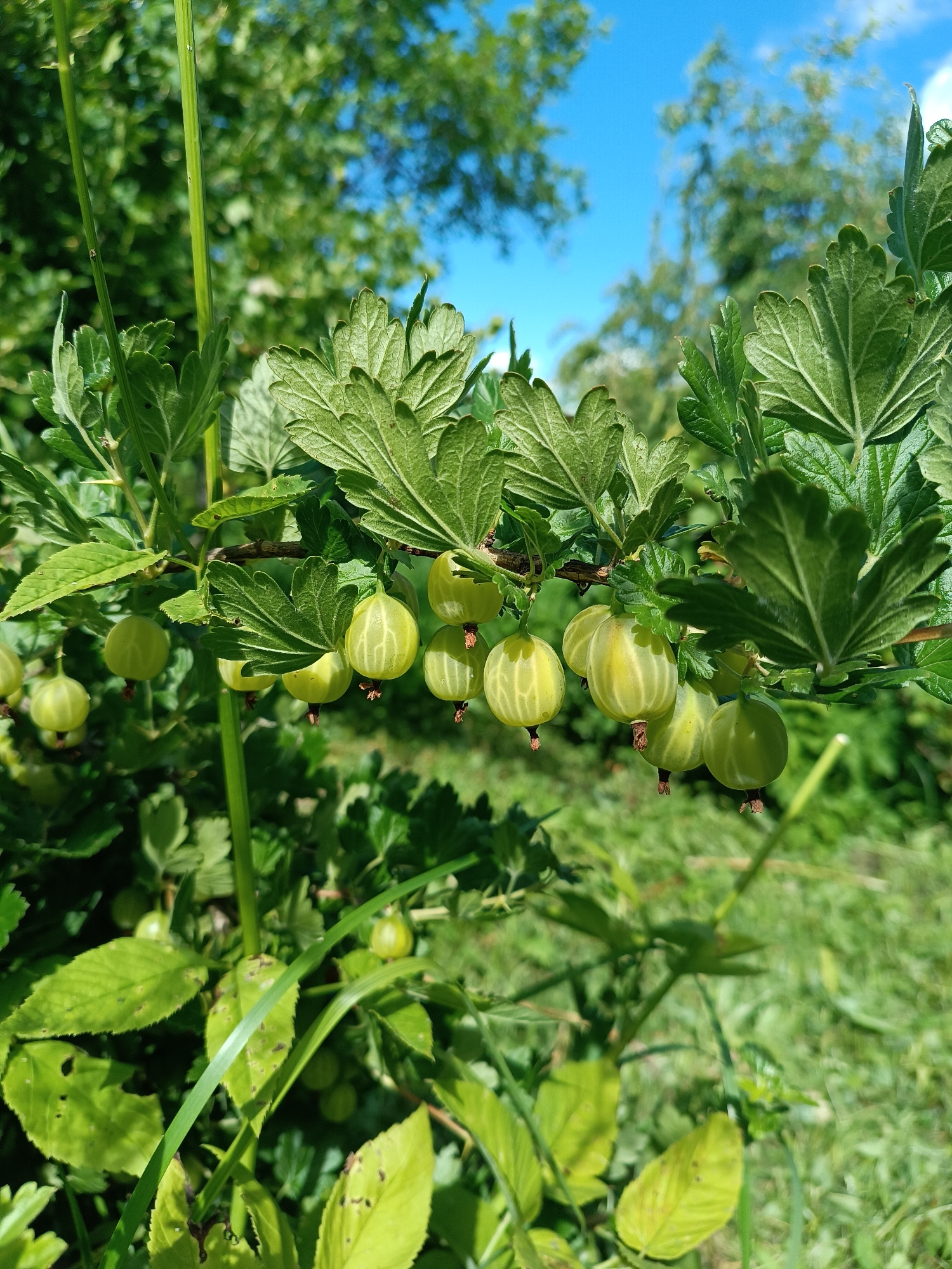 The image displays a close-up view of a gooseberry bush branch laden with unripe, green gooseberries. The berries are round to slightly oval, with faint vertical lines visible on their translucent skin. They hang in clusters from the branches, interspersed with the bush's lobed, green leaves. The leaves are textured and veined, with some showing slight imperfections.
The scene is set outdoors, with a bright blue sky and hints of green foliage from surrounding trees and plants visible in the background, indicating a sunny day, likely during the daytime. The lighting suggests natural sunlight, casting subtle shadows and highlighting the fruits and leaves. The overall impression is one of natural growth and a bountiful harvest, possibly in a garden or rural setting in Kulikovo, Russia. There are no people or animals in the frame, and no visible text. The focus is entirely on the gooseberries and their plant.