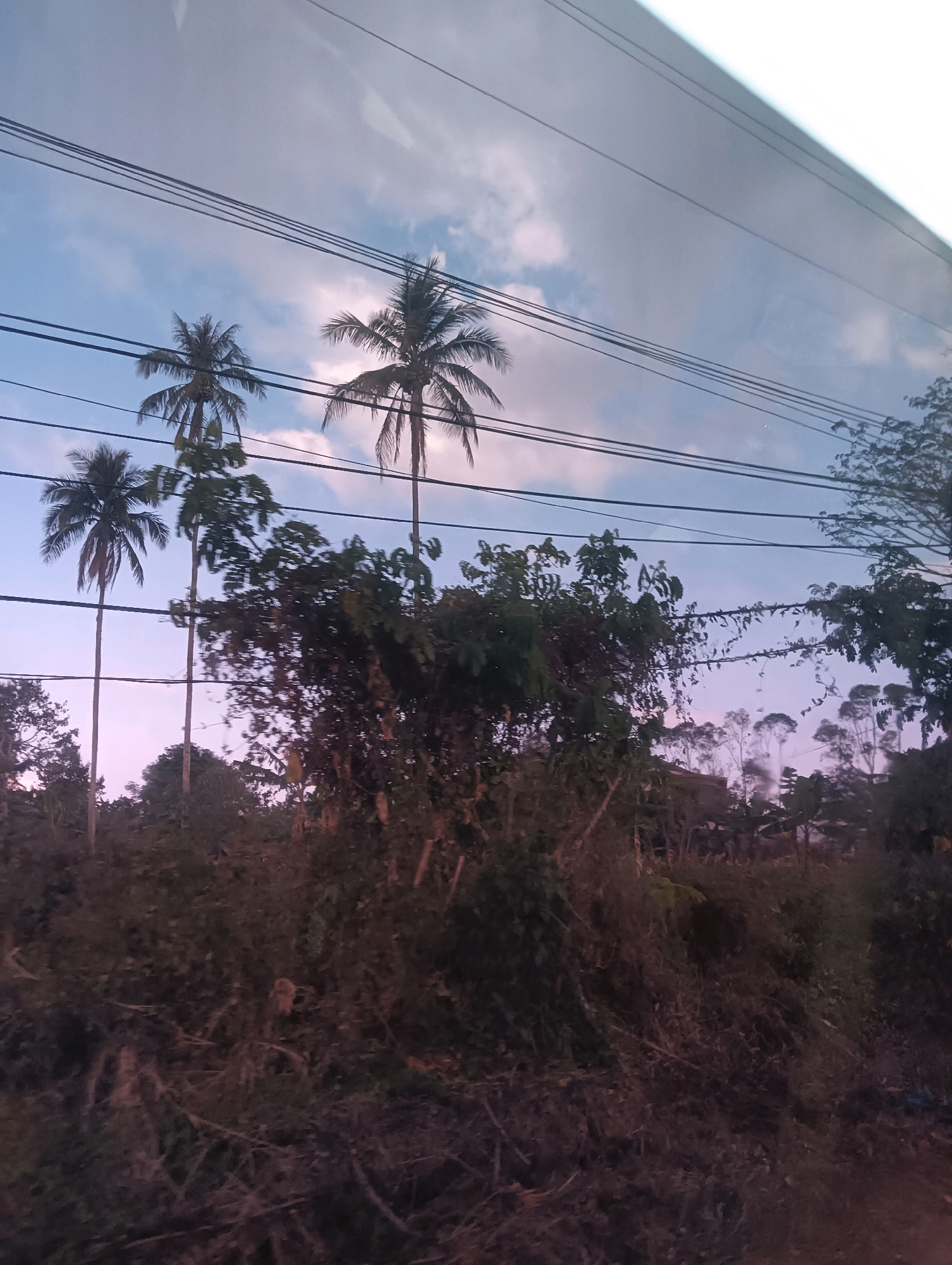 The image depicts a natural landscape with palm trees and dense vegetation under a hazy sky. The scene appears to be a rural or semi-rural area, potentially on the outskirts of a city like Tomohon, Indonesia, known for its volcanic terrain and lush greenery. The presence of overhead wires suggests a populated area or utility infrastructure. The foreground is dominated by undergrowth and branches, creating a somewhat obscured view of the landscape beyond. The lighting suggests it might be dawn or dusk, with soft, diffused light creating muted colors. There are no people visible in the image.