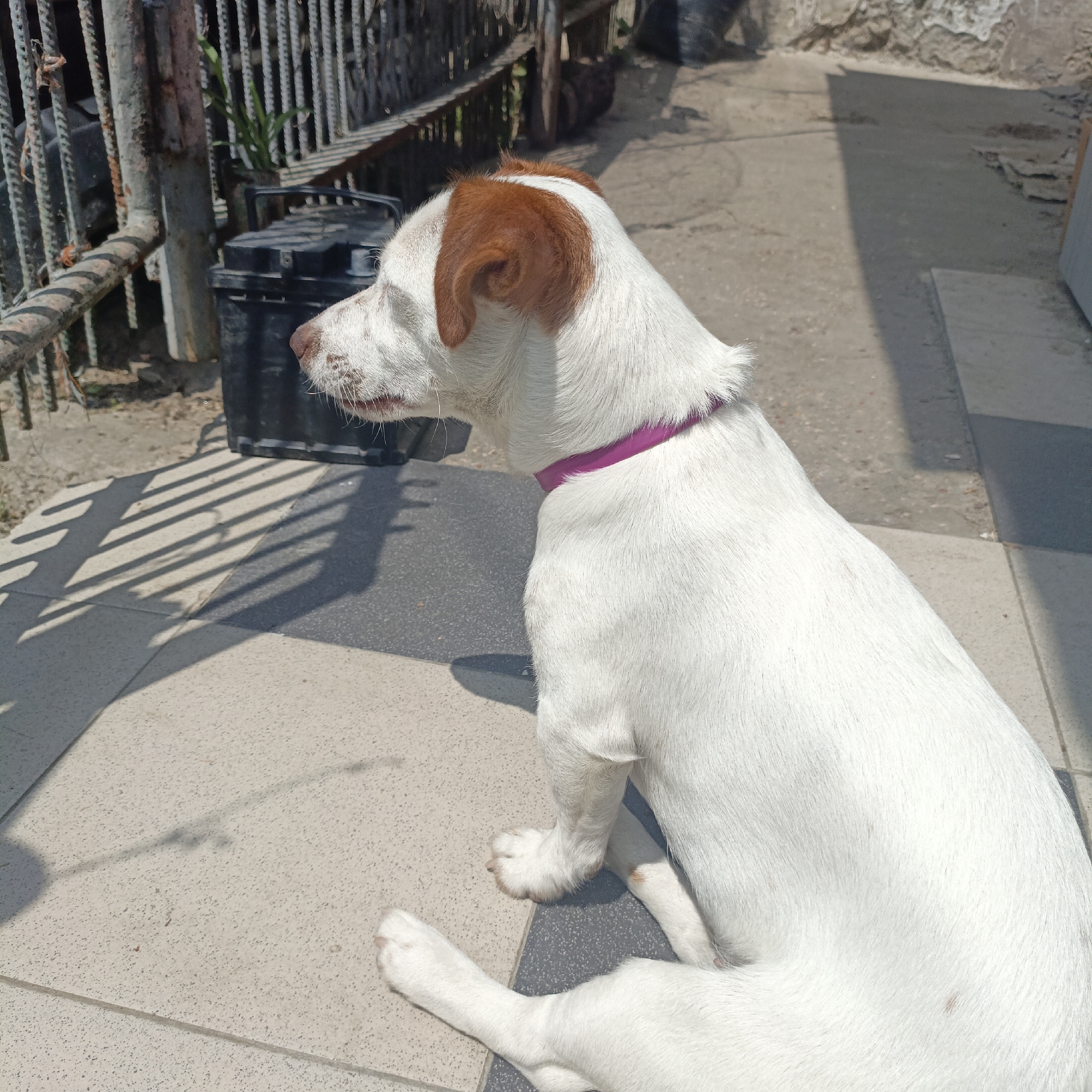 A medium shot captures a white dog with brown markings on its head and ears, wearing a bright pink collar. The dog is seated on a tiled surface, facing to the left, with its head turned slightly upwards and to the left, as if looking at something out of frame. The background shows a black rectangular object, a metal fence, and a rough stone wall. Sunlight casts distinct shadows on the ground, indicating it is daytime. The overall scene suggests an outdoor setting, possibly a yard or patio. The image was taken in Simferopol, Ukraine.