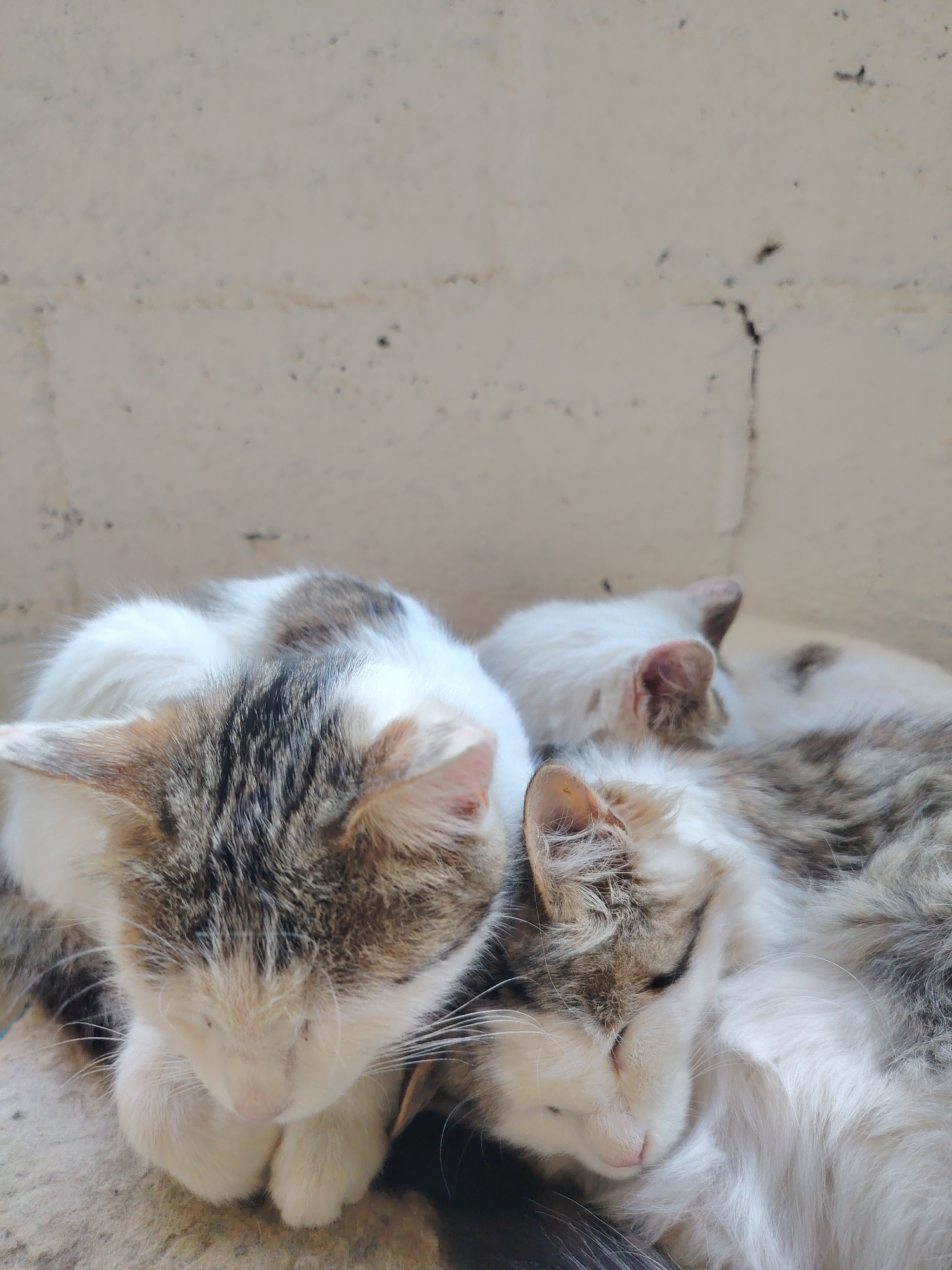 A close-up, eye-level shot shows three young cats sleeping, curled up together on a beige, textured surface. The cat in the foreground on the left has white fur with patches of brown and grey tabby markings on its head, ears, and back. Its front paws are tucked neatly beneath its chin, and its eyes are closed. To its right and slightly behind is another cat with predominantly white fur and pinkish ears; only its head and neck are visible. Partially obscured behind these two is a third cat, its tabby markings and white fur blending into the composition. The cats appear to be in a relaxed, domestic setting, possibly outdoors. The background is a textured, pale wall, possibly a building exterior in the city of Cholpon-Ata, Kyrgyzstan. The wall has some dark speckles and a faint horizontal line running across it, with a small vertical crack near the center.