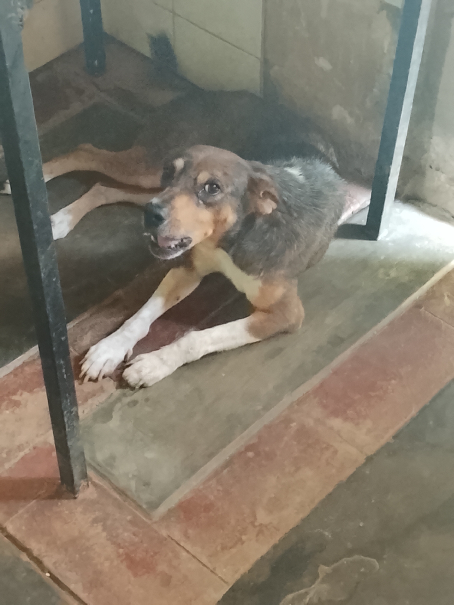 A medium-sized dog lies under what appears to be a table or desk, its body mostly obscured by the furniture. The dog has tan and brown fur on its head and legs, with a gray and white area on its back. It's lying on a tile floor, which transitions from a light gray to a reddish-brown near the bottom of the frame. The room appears to be indoors. The location is the city of Altagracia, Venezuela.