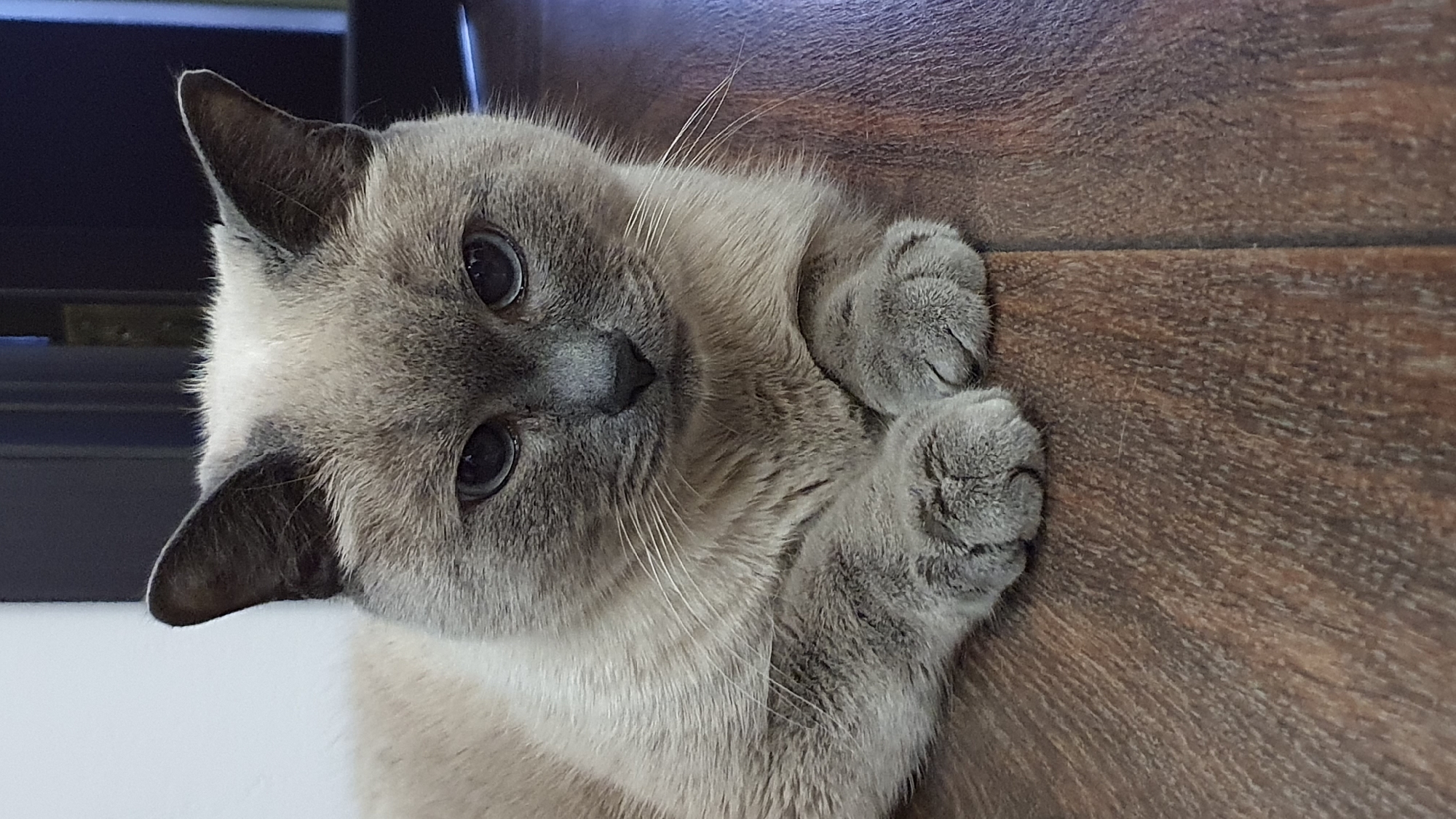 This media file is a close-up, horizontally oriented photograph of a light gray cat with darker gray points on its ears and face. The cat is lying on a wooden surface that appears to be a table or floor, with visible wood grain. The cat's eyes are large, dark, and round, and it is looking directly at the camera. Its front paws are tucked neatly in front of its chest, with visible toe beans. The background behind the cat is blurred, but suggests an indoor setting with a dark, possibly electronic, object to the left and a lighter surface below. The lighting appears to be indoor, with soft illumination. The overall mood is calm and serene, with the cat appearing relaxed and perhaps curious. There is no visible text in the image. The location context is Krasnoyarsk, Russia.