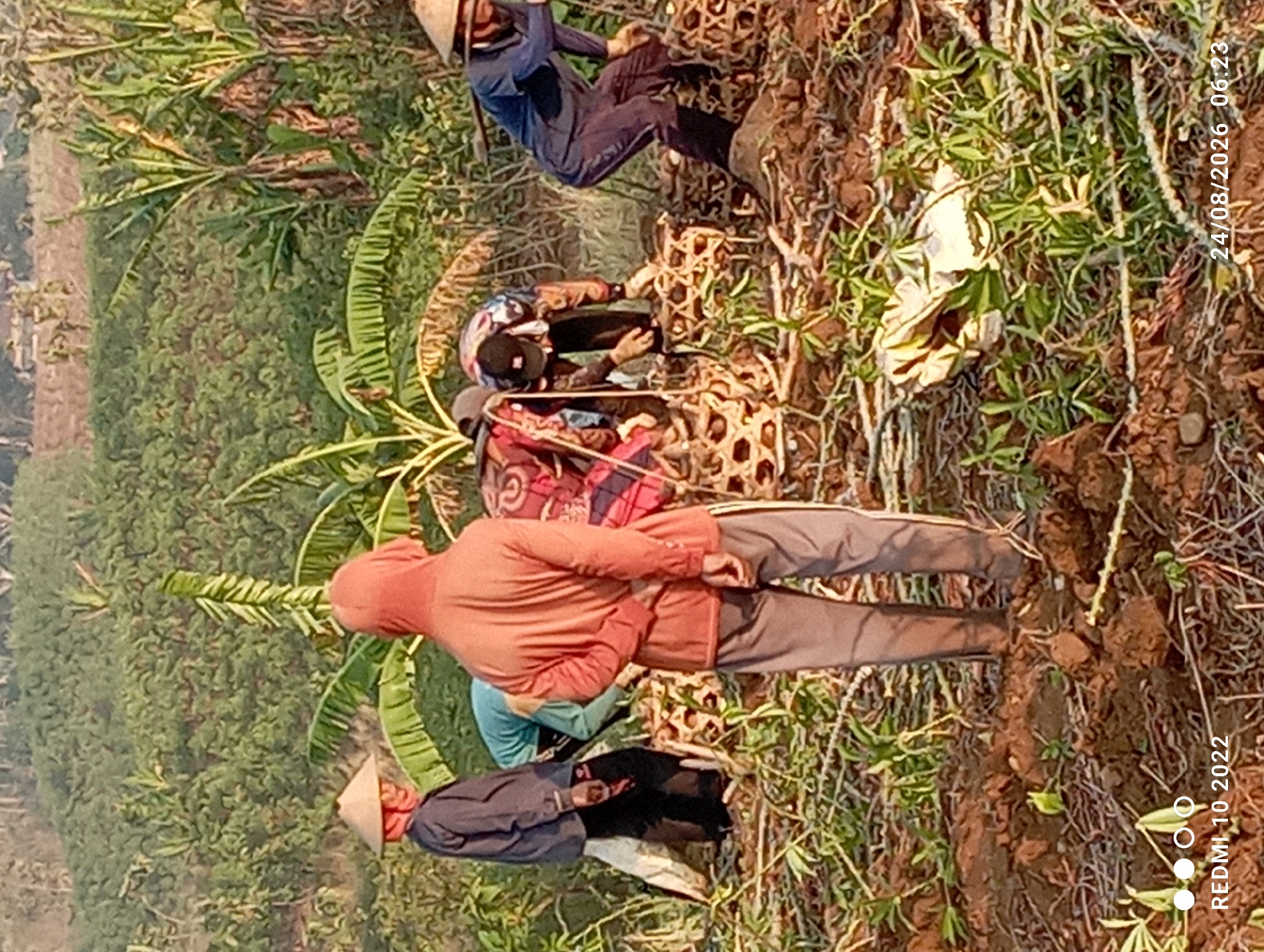 A group of people are working in a field, possibly harvesting crops, in Gandik, Indonesia. In the foreground, a person wearing a reddish-orange hooded sweatshirt and gray pants stands facing away from the camera, with their hands clasped behind their back. To their left, another person in a dark blue shirt and black pants, wearing a conical straw hat, is partially visible. Behind them, other individuals are engaged in activity, with some bent over near woven baskets filled with what appear to be harvested roots or vegetables. The environment is agricultural, with rows of plants and cultivated soil. Banana trees and other lush greenery are visible in the background, suggesting a tropical or subtropical climate. The image is dated 24/08/2026 and captured at 06:23, and has a "REDMI 10 2022" watermark.