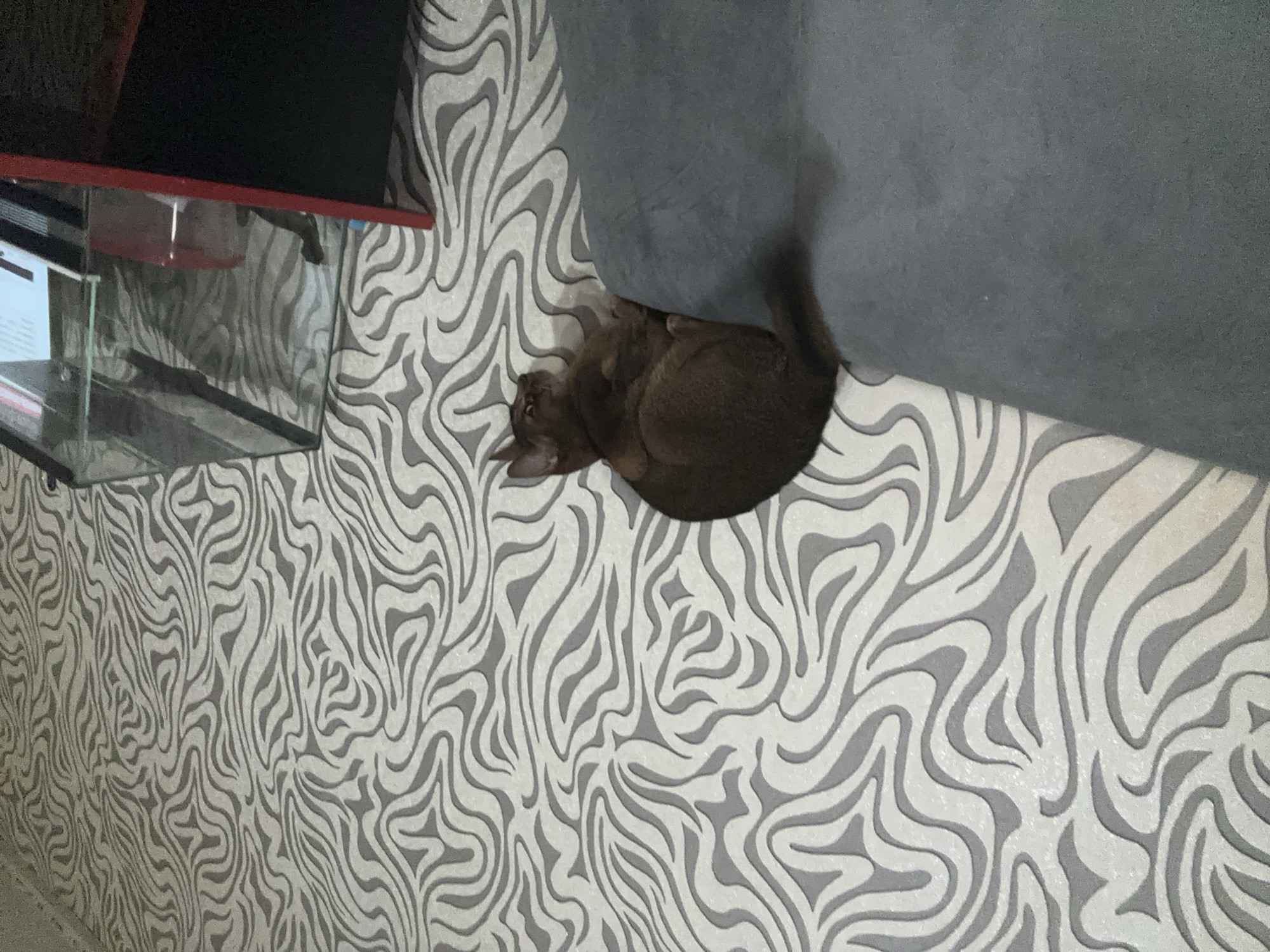 A cat is lying on a surface with a zebra-striped pattern, next to a gray cushion. A glass display case with a red top is also present. The location is unknown, and there is no information available to suggest that it is in Moscow, Russia.