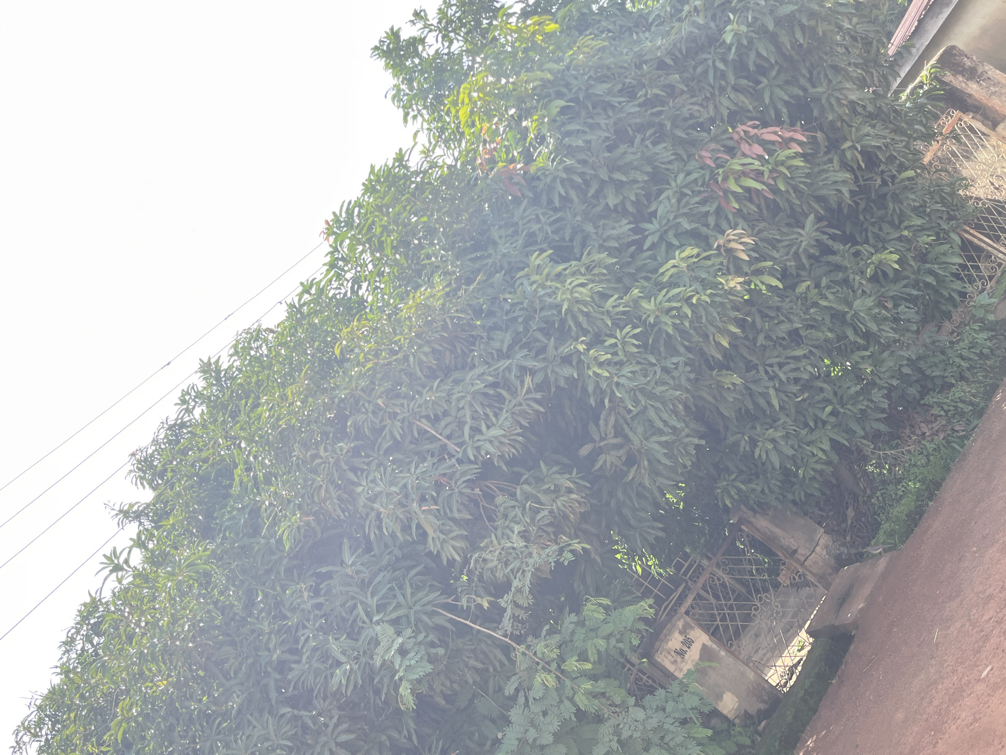 In Bukuru, Nigeria, a large, lush tree with dense green foliage dominates the frame, obscuring much of the background. The tree's branches are laden with leaves, and some reddish-brown new growth is visible among the green. A portion of a weathered, ornate metal gate is partially visible on the left side of the image, set within a concrete structure. The gate has a visible inscription that reads "No. 205". The ground in the foreground appears to be a dirt path with a reddish hue. Power lines are visible stretching across the top portion of the image against a bright, overcast sky. To the far right, a small section of a building with a red tiled roof is visible. The scene suggests an outdoor setting, possibly a residential area or a property entrance, with a focus on the natural elements and architectural features.