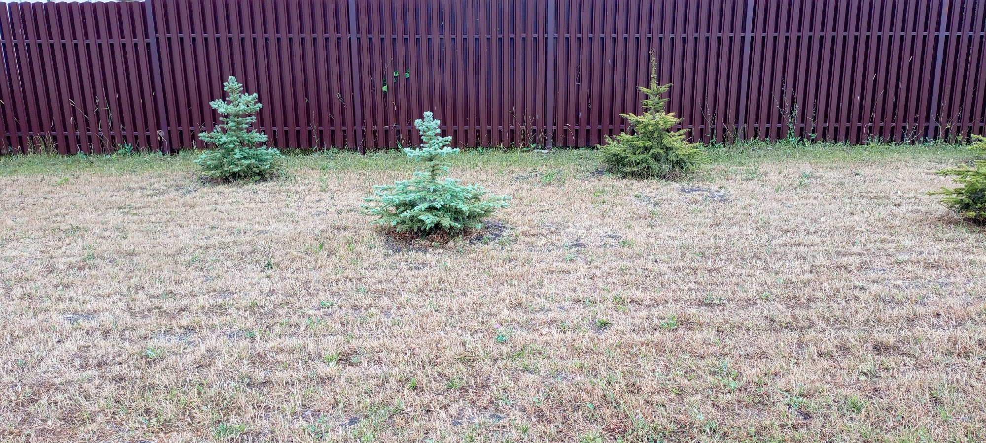 The image shows a dry, mowed lawn with a brown, corrugated metal fence in the background. There are four small evergreen trees planted in the lawn. The trees appear to be young and are of varying sizes. The lawn is predominantly brown and dry, with some sparse green grass visible. The fence is a uniform dark brown color. The scene depicts a backyard or a similar outdoor space. This image was taken in Kirsanov, Russia.