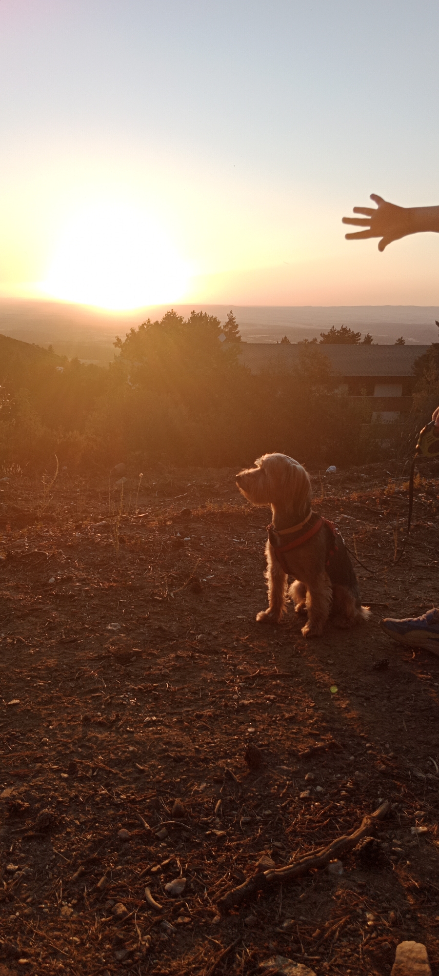 In La Pinilla, Spain, at sunset, a small, scruffy dog with light brown fur sits on a dirt path speckled with pine needles and small stones. The dog wears a red harness and a dark vest and looks to its right, towards the setting sun, which casts a warm, golden glow over the landscape. The background features rolling hills covered in trees, with a building visible in the distance. In the upper right corner of the image, a human hand is outstretched, its shadow cast against the pale orange sky. The overall scene is tranquil and natural.