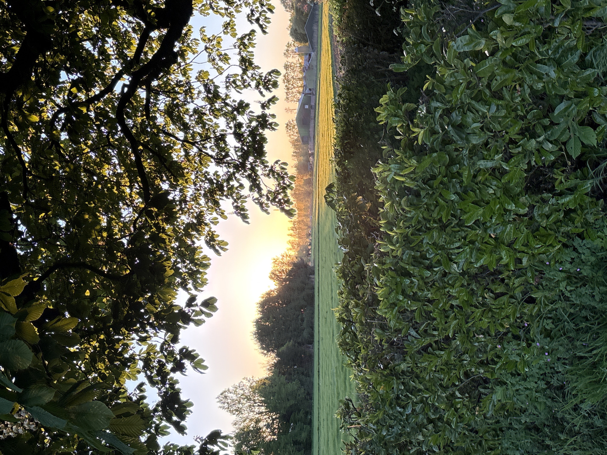 The image displays a tranquil outdoor landscape, rotated 90 degrees clockwise from its natural orientation, suggesting a horizontal vista.
In the immediate foreground, on the left, dark, silhouetted tree branches and a canopy of green leaves frame the upper portion of the scene. The leaves are illuminated from behind, creating a vibrant translucent effect on some, while others remain dark against the sky. On the right, a dense, verdant hedge or bush fills the other side of the foreground, showing rich green foliage and hints of small purple flowers nestled within.
Between these natural frames, a wide, neatly mown green field stretches across the midground. The field exhibits a striped pattern, characteristic of fresh mowing, and is bathed in a warm, golden light that skims across its surface.
In the background, a line of trees stands, their forms largely silhouetted against a bright, warm horizon. Beyond these trees, a few buildings are visible, also silhouetted, including what appears to be a barn or agricultural structure with a cylindrical silo, indicating a rural or semi-rural setting. The sky, visible above the distant trees and through the foreground canopy, glows with soft, warm hues, transitioning from a pale yellow-orange near the horizon to a lighter blue further up.
The prominent warm, low-angle light and the silhouettes strongly suggest either sunrise or sunset, casting a peaceful and serene atmosphere over the scene. There are no people or discernible activities taking place, and no visible text. The weather appears clear and calm.