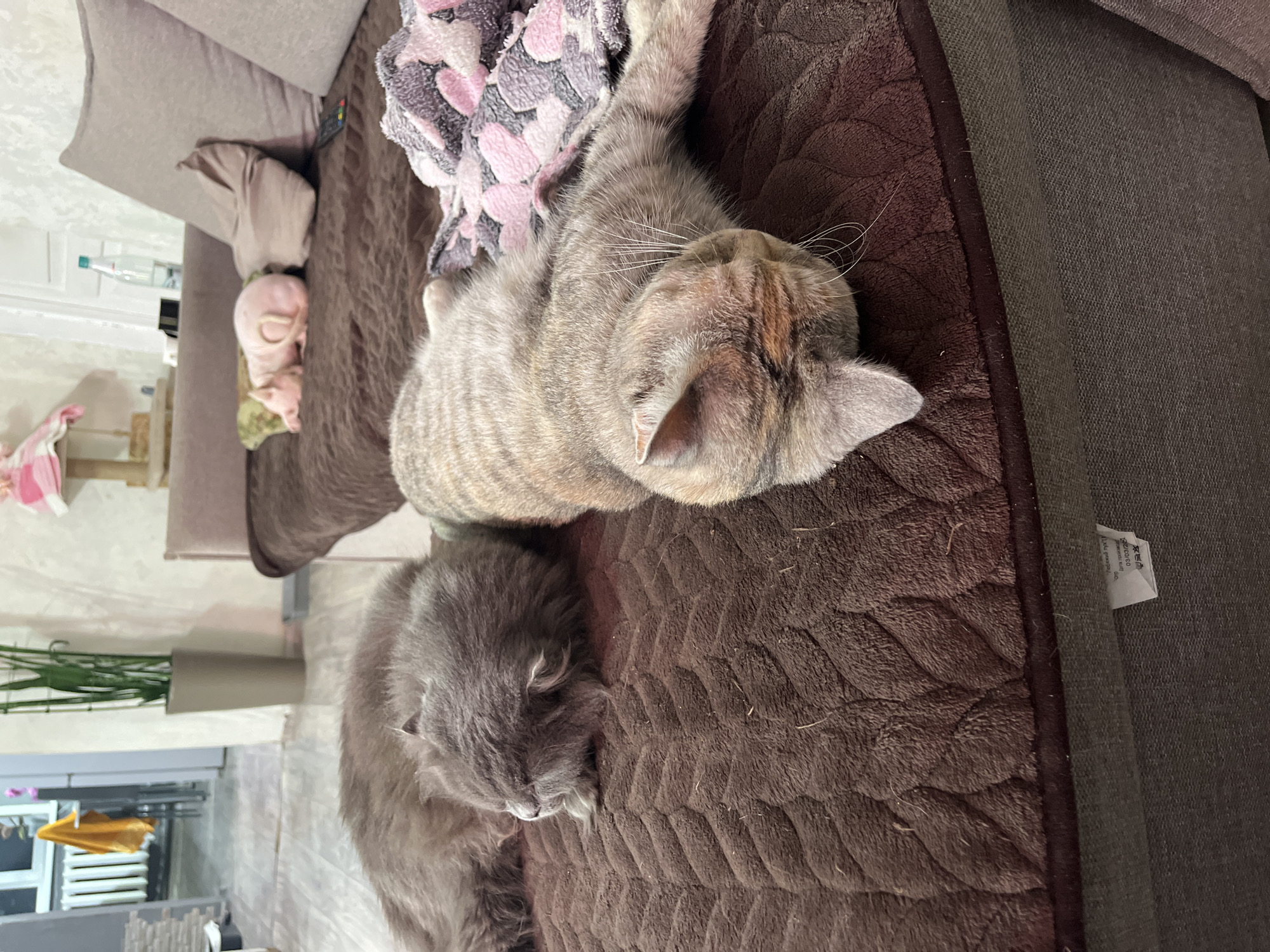 In an indoor setting, two cats are sleeping on a brown, textured sofa. The cat on the left is a fluffy, gray Persian. The cat on the right is a tabby with light brown and gray stripes. Behind them, on the sofa, a pink piglet toy is also sleeping. The room appears to be a living area, with a plant in a tall pot visible in the background. The lighting suggests it is daytime, possibly indoors with artificial light.