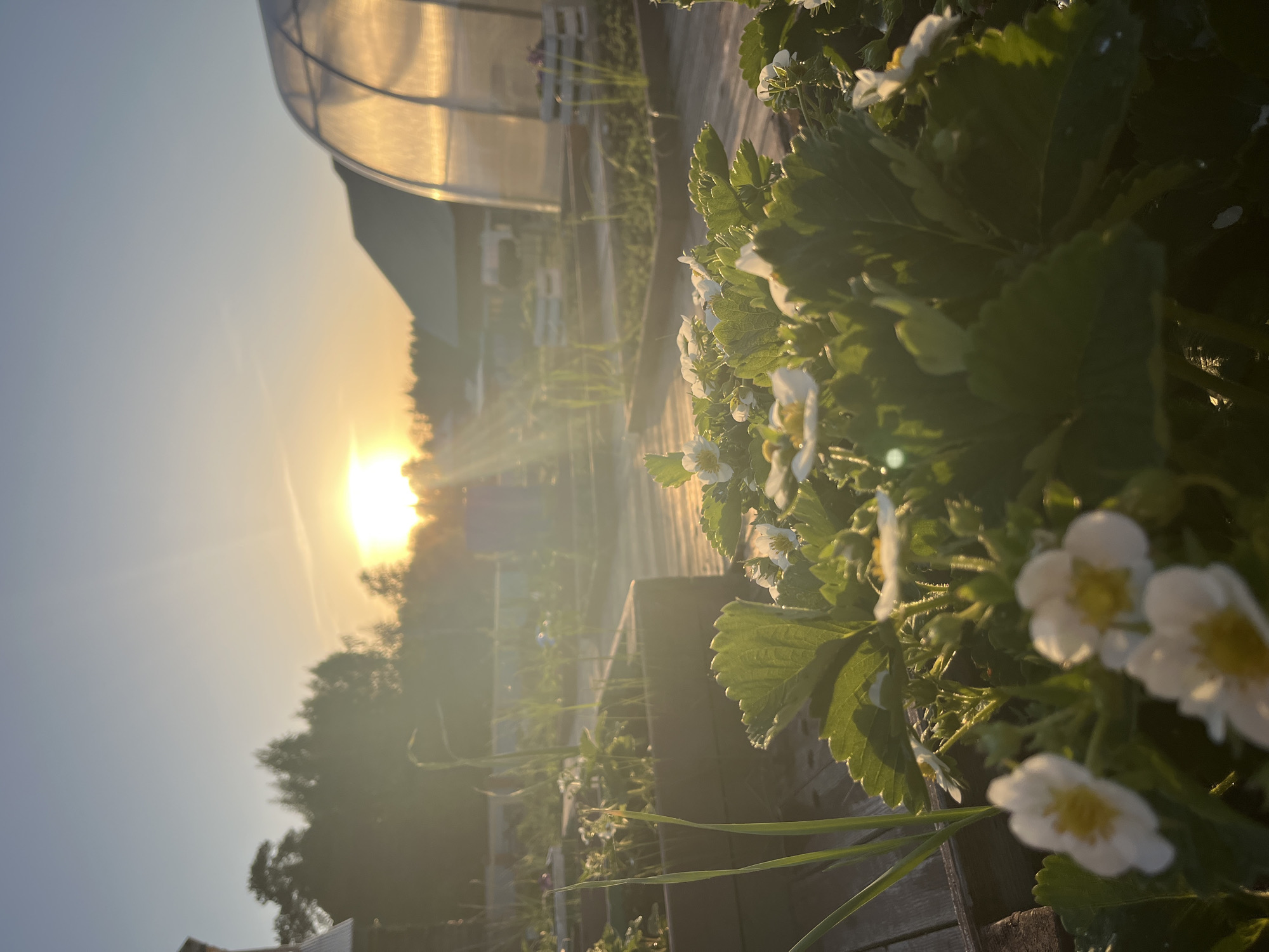 The image shows a garden in the city of Chaikovsky, Russia at sunrise or sunset. A sun is present and the rays are visible. In the foreground is a raised garden bed with strawberry plants in bloom. The white flowers have yellow centers. The plants are densely packed with green leaves. Behind the strawberry plants, a greenhouse is visible. It has a translucent covering that reflects sunlight. The garden appears to be well-maintained, with several other raised beds visible in the background. There are no people in the image. The lighting suggests that the picture was taken either very early in the morning or late in the evening.