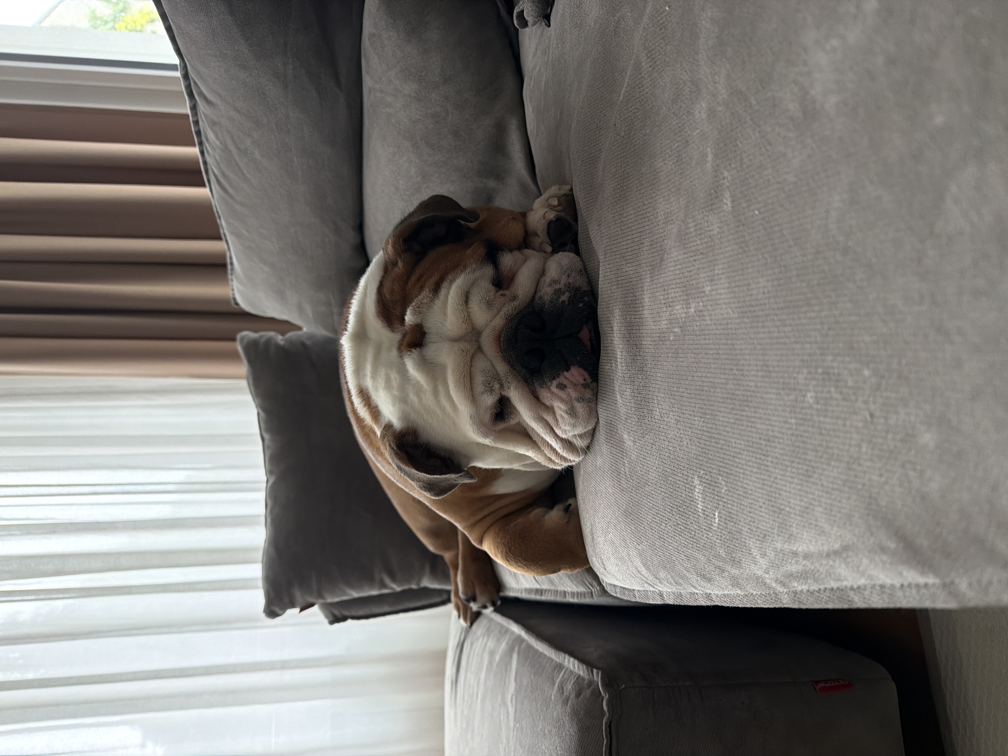 A bulldog rests on a gray sofa. The dog is white and brown, with the typical wrinkled face of a bulldog. It appears to be sleeping. The sofa is made of a soft, textured fabric. In the background, there's a window with horizontal blinds. The scene is indoors and well lit. There is no information in the picture to identify the location in Sofia, Bulgaria.