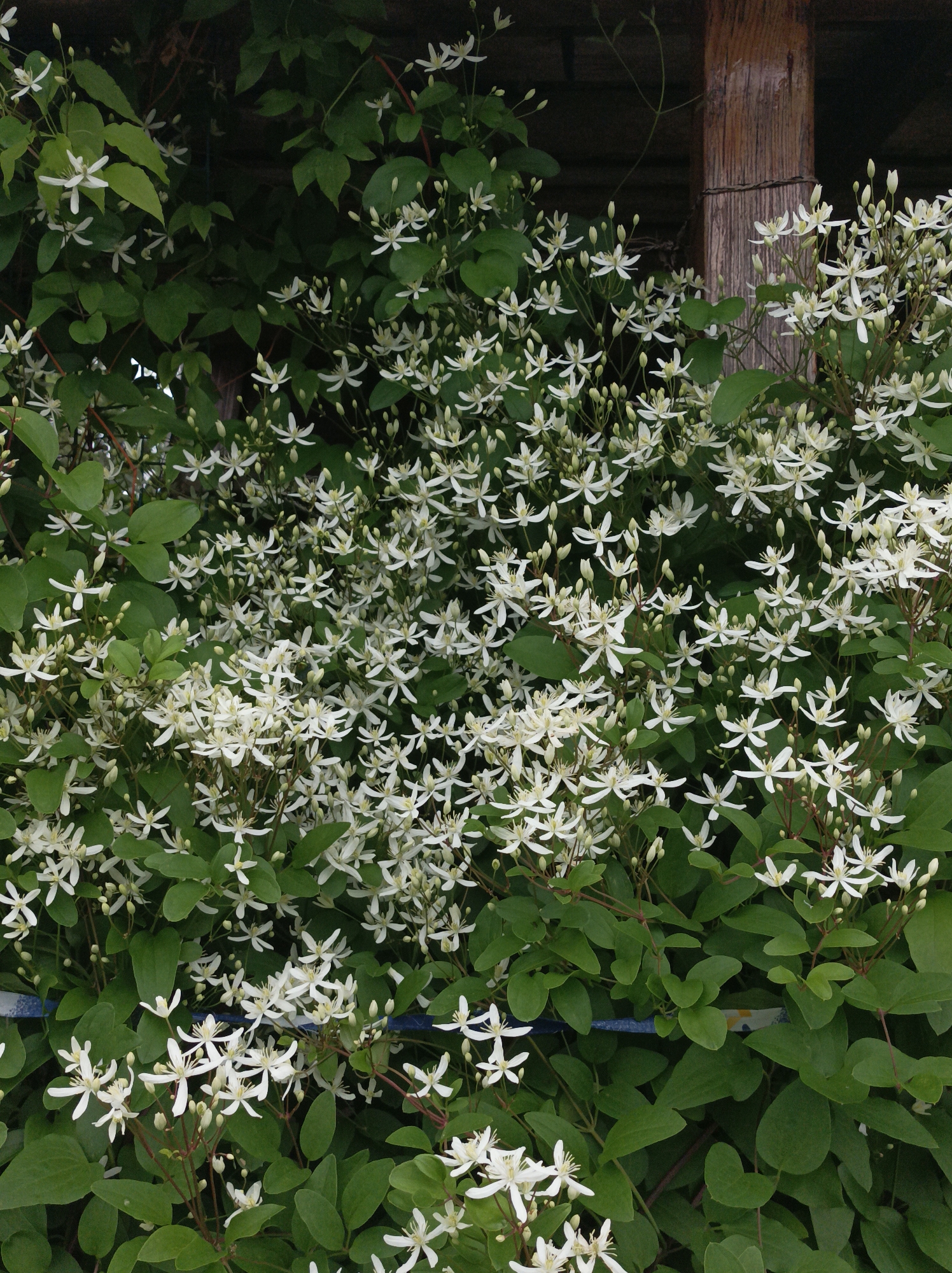 The image is a close-up, vertical shot of a dense vine covered in small, white flowers and green leaves. The flowers have delicate, star-shaped petals and are clustered together, with some buds still visible. The leaves are ovate and a deep green, providing a lush backdrop to the blooms. In the upper right corner, a weathered, wooden post is visible, suggesting the vine is growing on or near a structure. The overall impression is one of abundant natural growth, likely captured during daylight. There is no text visible in the image. The location context provided is Прыбыткаўскі сельскі Савет, Belarus, which situates the scene within a rural area of Belarus.