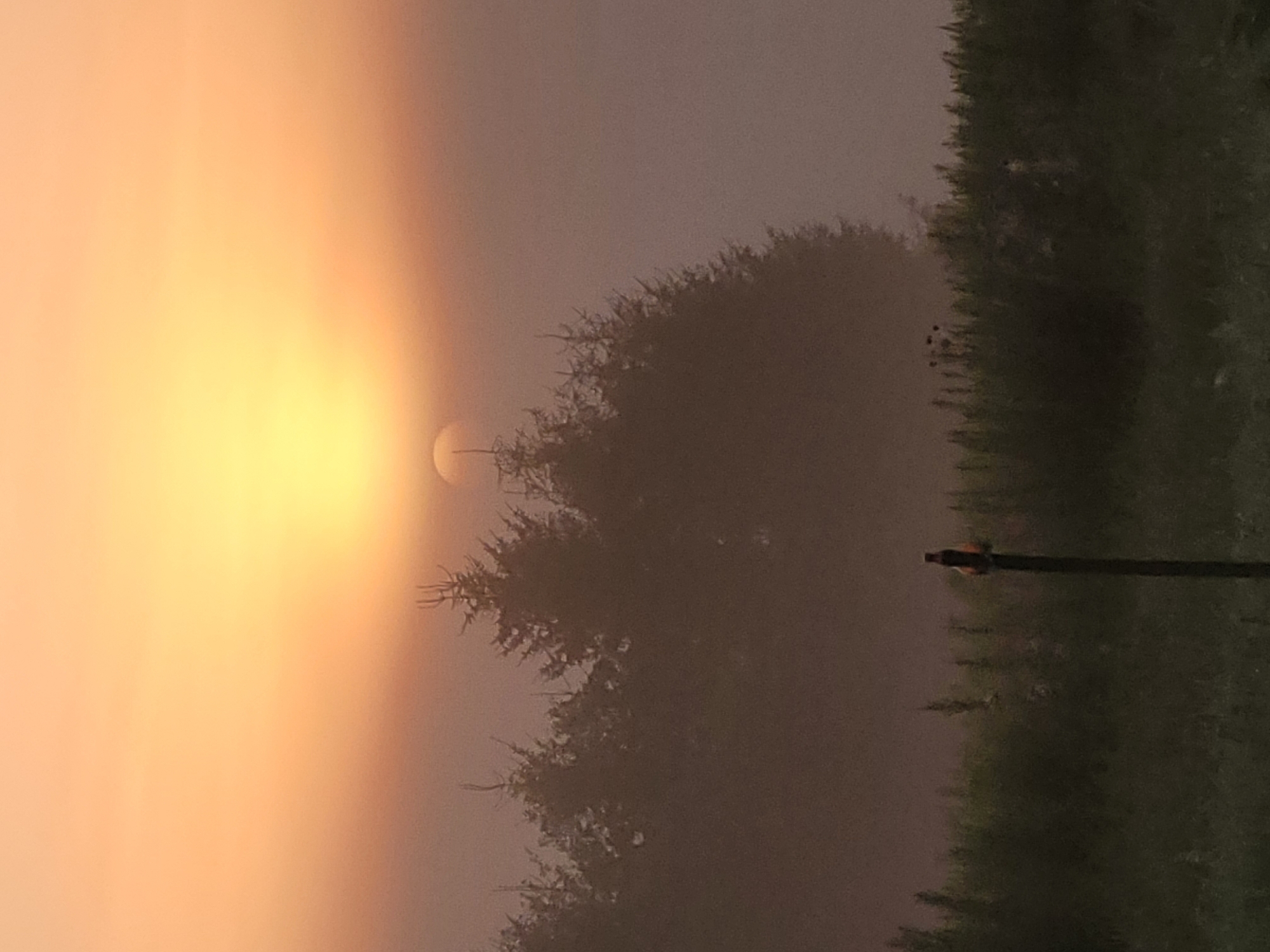 A hazy sunrise casts a soft glow over a silhouetted treeline in Навапольскі сельскі Савет, Belarus. The sun, a pale orb, is partially obscured by the fog, appearing as a bright, diffused circle in the upper center of the frame. The treeline consists of numerous evergreen trees, their dark shapes creating a dense barrier against the bright sky. In the foreground, a field of tall, dark green grass stretches across the bottom of the image. A single, dark fence post stands in the middle ground, with a small, indistinct object perched atop it. The overall atmosphere is serene and tranquil, with the soft light and muted colors creating a sense of peacefulness.