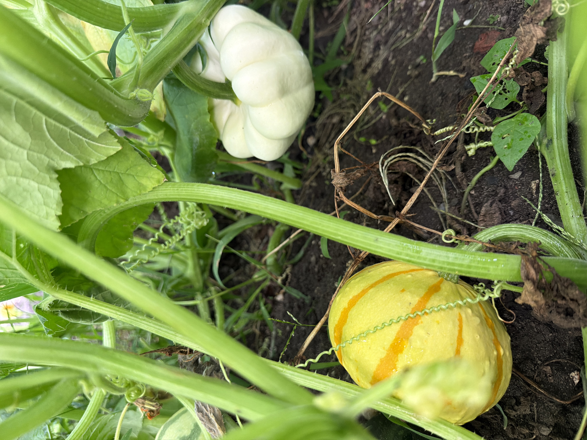 This close-up, eye-level photograph captures a patch of squash plants growing in dark soil, likely in a garden setting in Bayreuth, Germany. The foreground is dominated by thick, green, ribbed stems and tendrils, which create a sense of enclosure and focus attention on the plants. To the left, a small, round, yellow squash with distinct orange stripes is partially visible, adorned with water droplets. To the right, a white, scallop-shaped squash, characteristic of a pattypan variety, rests on the soil. The background shows more greenery, including leaves and other foliage, suggesting a lush and natural environment. The lighting is soft, indicating an overcast day or shade, and the overall impression is one of natural growth and the early stages of fruit development. No people or animals are present in the frame.