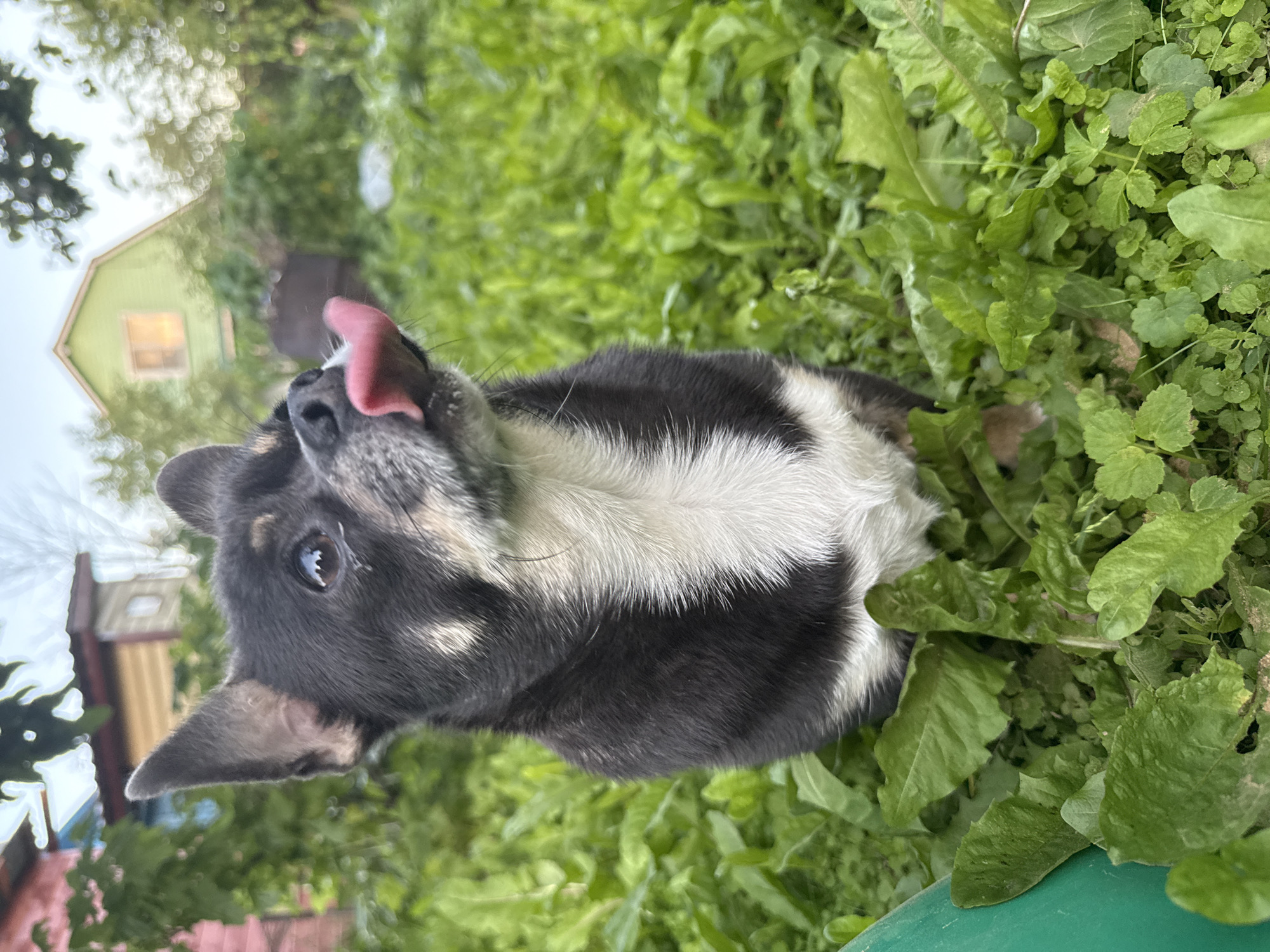 A medium shot captures a dog in a green, grassy outdoor setting, likely a yard or garden given the presence of a light green house with visible windows and a brown-toned structure in the background. The dog, with black and white fur, is positioned in the center of the frame and is leaning forward with its pink tongue sticking out, appearing to be licking its nose or the air. Its eyes are open and dark, and its ears are perked up, suggesting alertness or curiosity. The dog's fur is fluffy and varied in color, with a prominent white stripe running down its chest. The background is filled with lush green vegetation, including various types of leaves and plants, indicating a natural, possibly overgrown, environment. The overall impression is one of a playful or inquisitive animal enjoying its surroundings. The lighting suggests it could be daytime, possibly overcast given the muted tones of the house. The location context provided places this scene in Дзержинец-83 Снт, Russia.