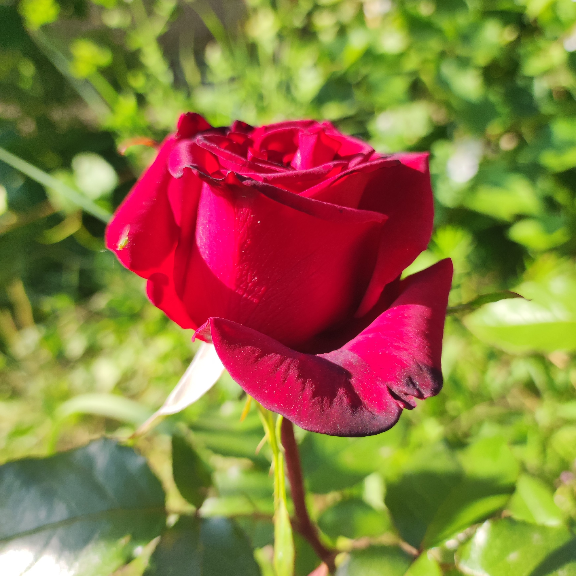 A close-up shot captures a vibrant, deep red rose in full bloom, its petals unfurling delicately. The rose is the central subject, positioned slightly to the left of the frame. Its velvety petals exhibit subtle variations in shade, with hints of dark crimson at the edges, suggesting the intensity of its color. Sunlight gently illuminates the flower, creating highlights and casting soft shadows, which give the petals a rich, dimensional appearance. A tiny, light green aphid is visible on one of the upper petals, a minute detail against the rose's grandeur.
The rose stands on a thorny stem, which is partially visible at the bottom and center of the image, anchored by lush green leaves. The background is a softly blurred tapestry of green foliage, indicating a garden or outdoor setting bathed in natural light. The bokeh effect of the background suggests a shallow depth of field, effectively isolating the rose and drawing the viewer's attention to its intricate beauty.
The scene evokes a sense of tranquility and the natural beauty of a blooming flower on a sunny day. The time of day appears to be daytime, likely morning or afternoon, given the bright, clear sunlight. The location is identified as Navoloki, Russia, which provides a geographical context for the image. No text is visible in the media file.