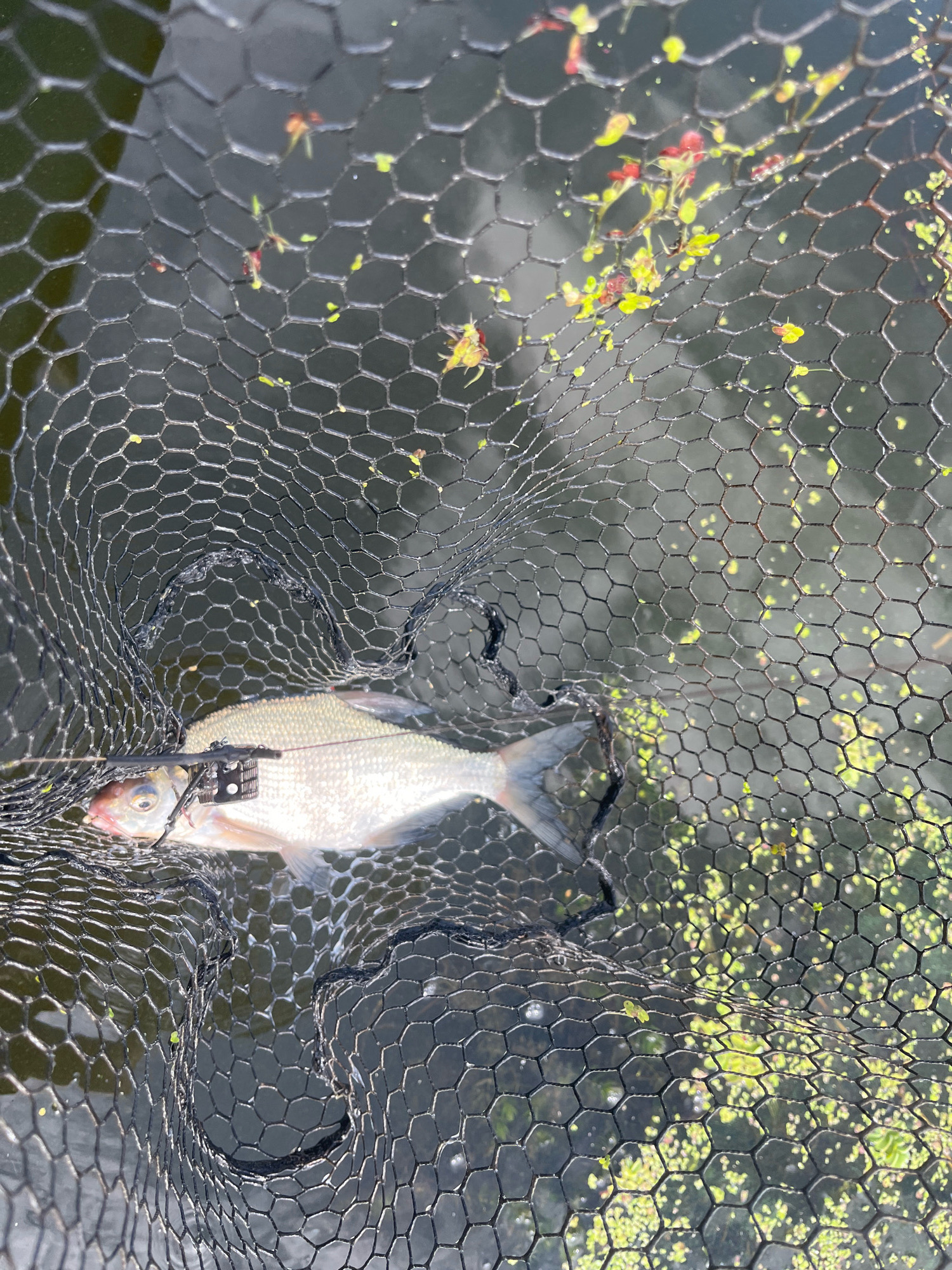 An overhead, close-up shot shows a single, light-colored fish with a dark dorsal fin and gill cover caught in a black fishing net. The fish is positioned on its side, with its head facing left and its tail extending towards the right. Its eye is visible, and a small, black device is attached to its mouth. The net, made of hexagonal mesh, covers the fish and extends into the surrounding dark water, which is partially obscured by small, green and red aquatic plants. The scene appears to be a natural body of water, possibly a pond or lake, located in the city of Vyshenʹky 2, Ukraine.