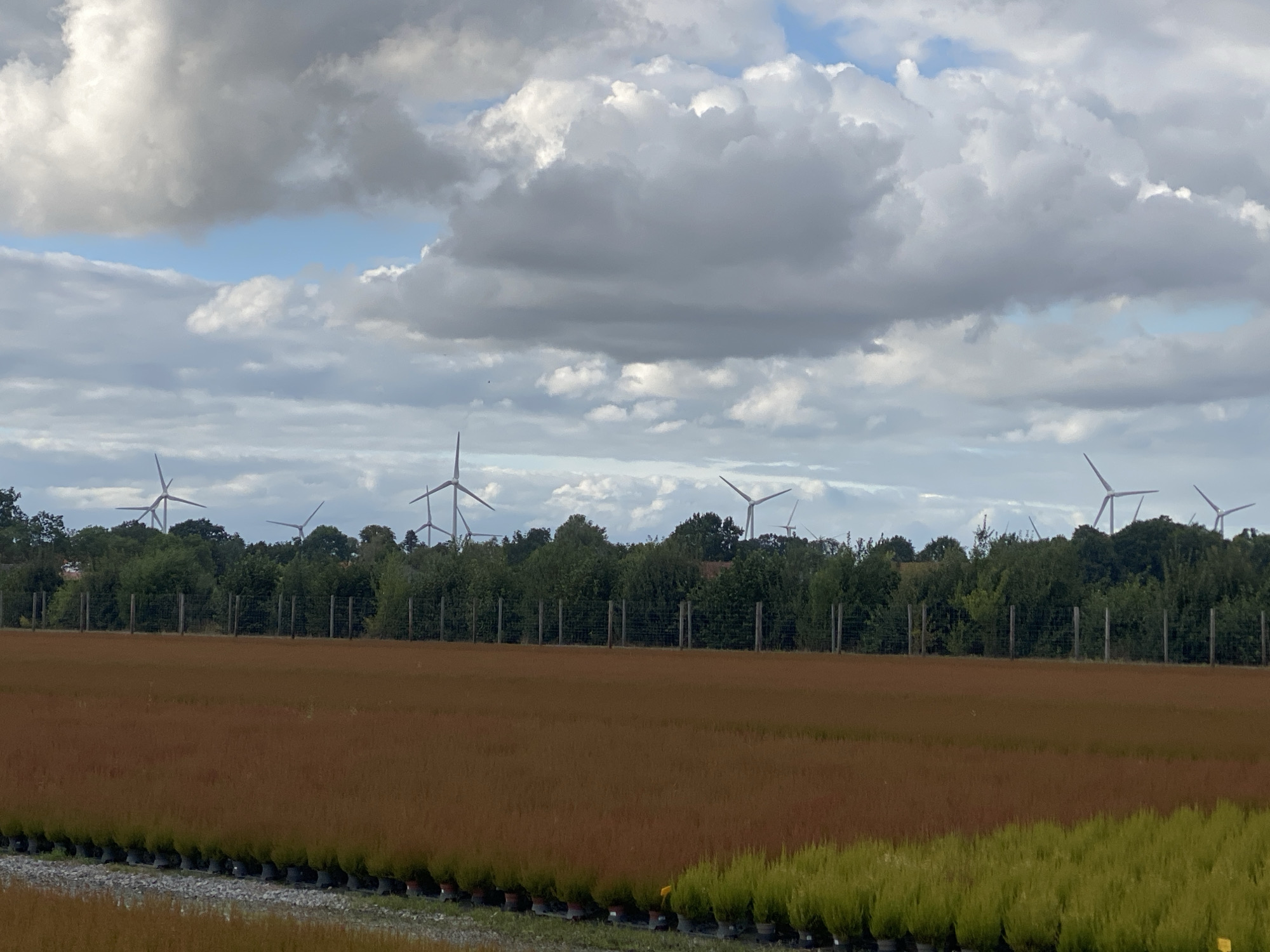 The image depicts an outdoor scene in Schwarme, Germany, characterized by a vast field of reddish-brown plants in the foreground, arranged in neat rows within black containers. Beyond this field, a line of green trees forms a dense backdrop. A wire fence with wooden posts separates the field from the trees. In the distance, several wind turbines with white blades are visible against a sky filled with dramatic white and gray clouds. The scene appears to be a rural landscape, possibly a nursery or agricultural area, with a focus on renewable energy generation.