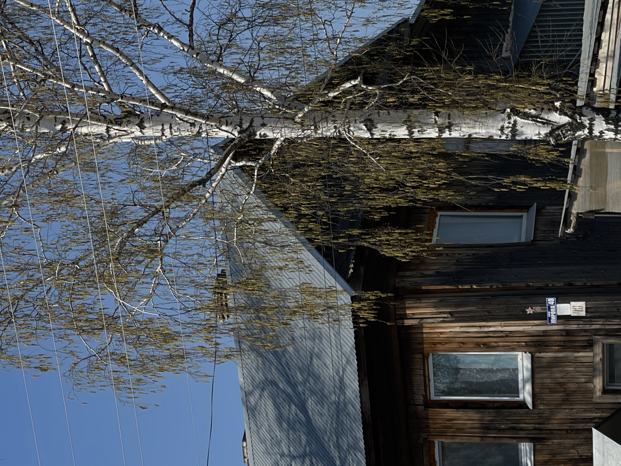 The image depicts a rural scene in what appears to be Фоки, Russia. A large birch tree with sparse leaves dominates the left side of the image, contrasting with the clear blue sky in the background. The branches of the tree partially obscure a building with a corrugated metal facade, which runs vertically in the image. To the right, a weathered wooden house is visible, complete with two windows. On the wooden structure is a blue street sign written in Russian. The sign reads "Кирова 40."