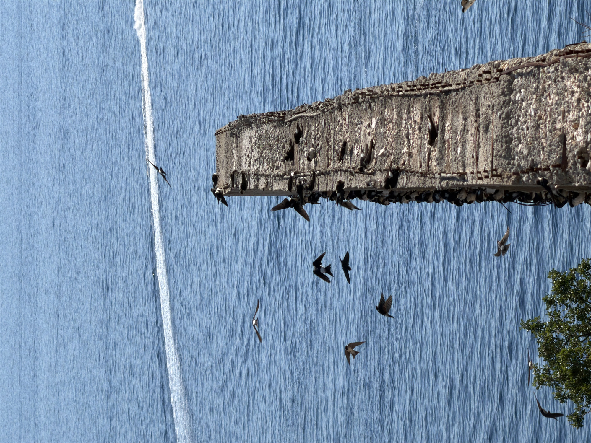 A flock of birds, likely swallows, is seen in flight and perched on a decaying concrete structure in the waters of the Bay of Kotor, near Trap, Montenegro. The concrete structure, appearing to be a former pier or seawall, is weathered and crumbling, with exposed rebar. The birds are scattered, with some in mid-air and others resting on the surface of the structure. The water is a deep blue, with gentle ripples, and a white wake from a distant boat is visible on the horizon. A small patch of green foliage is visible in the lower left corner of the image. The scene is lit by bright sunlight, casting subtle shadows.