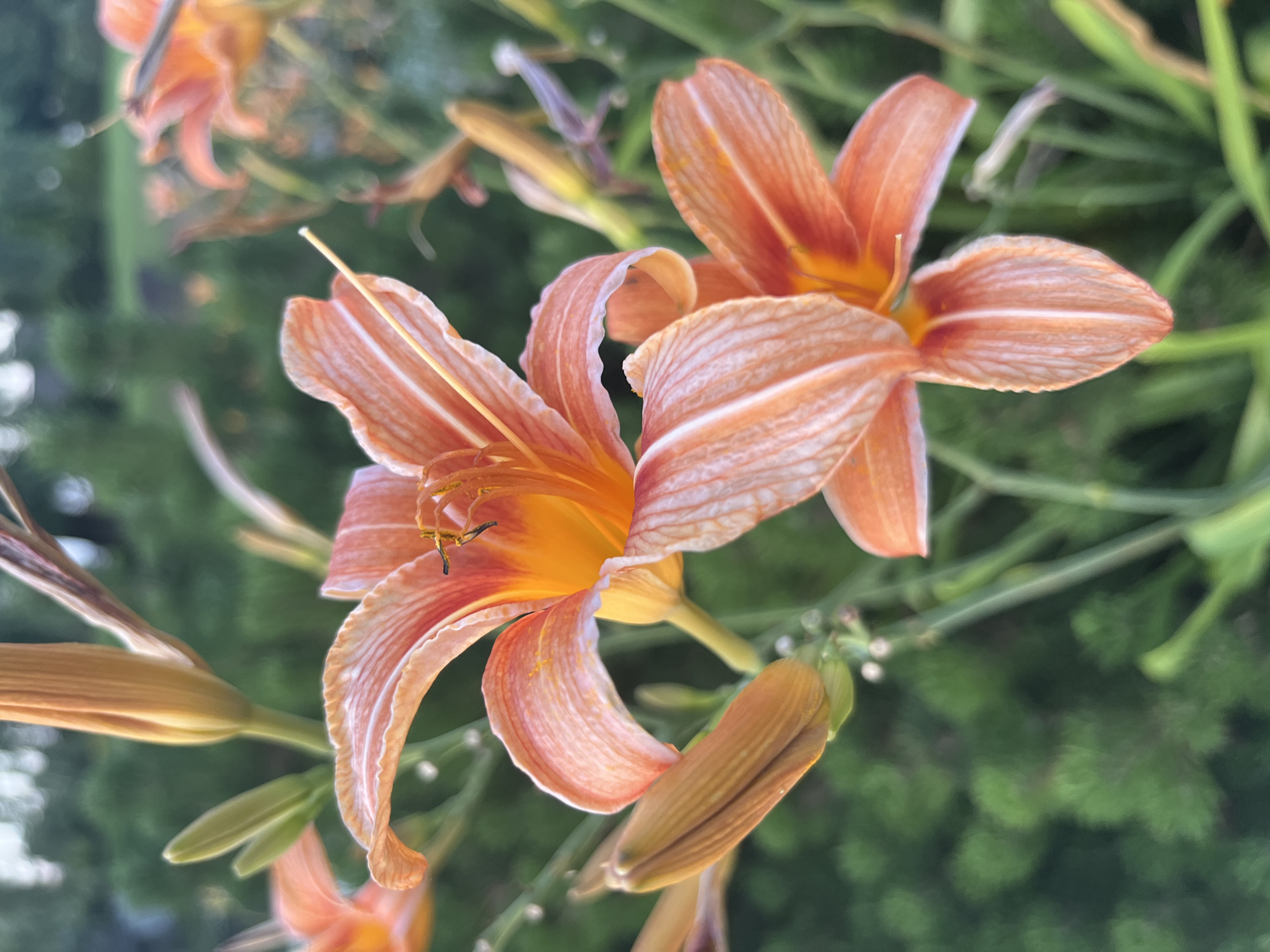 A close-up, vertical, eye-level shot captures two vibrant orange lilies in bloom, set against a soft-focus green background of foliage. The lily in the foreground is partially visible, with its orange petals showing delicate white veining. The second lily, slightly behind and to the right, is fully in view, its petals fanning out to reveal a deep orange center. The flower's pistil, tipped with a yellow stigma, extends outward. Several closed lily buds, elongated and orange, are scattered among the stems and leaves. The image does not depict any people or specific structures, making its exact location in Dnipro, Ukraine, impossible to determine from the visual information alone. The scene is natural and serene, suggesting a garden or park setting.