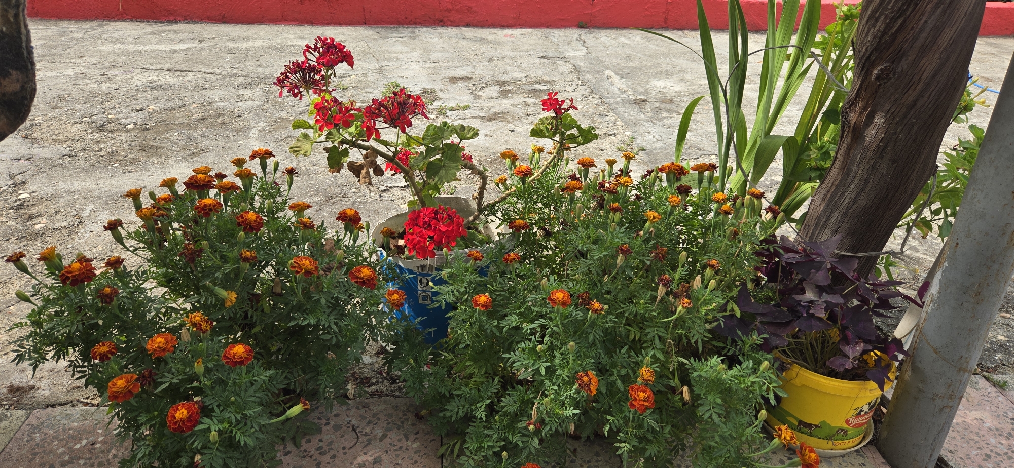 In the city of Tel, Azerbaijan, this image captures an outdoor scene featuring potted flowers and architectural elements. In the foreground, a collection of vibrant marigolds with orange and reddish-orange petals are densely arranged in pots, their green foliage creating a lush backdrop. To the left, a portion of a grey and brown speckled surface, possibly a path or courtyard, is visible. A bright red wall serves as a backdrop along the top edge of the image.
Behind the marigolds, a pot containing bright red flowers, possibly geraniums, stands out. To the right of this, a rough-textured wooden post rises vertically, with some green foliage and what appear to be ornamental grasses growing around its base. A yellow pot is also visible on the right, containing a plant with deep purple, clover-like leaves. A light gray cylindrical object, likely a pole or column, is positioned to the far right of the frame. The ground surface throughout the scene is concrete, with some visible cracks and texture. The overall impression is of a well-maintained, potted plant arrangement in an urban setting.