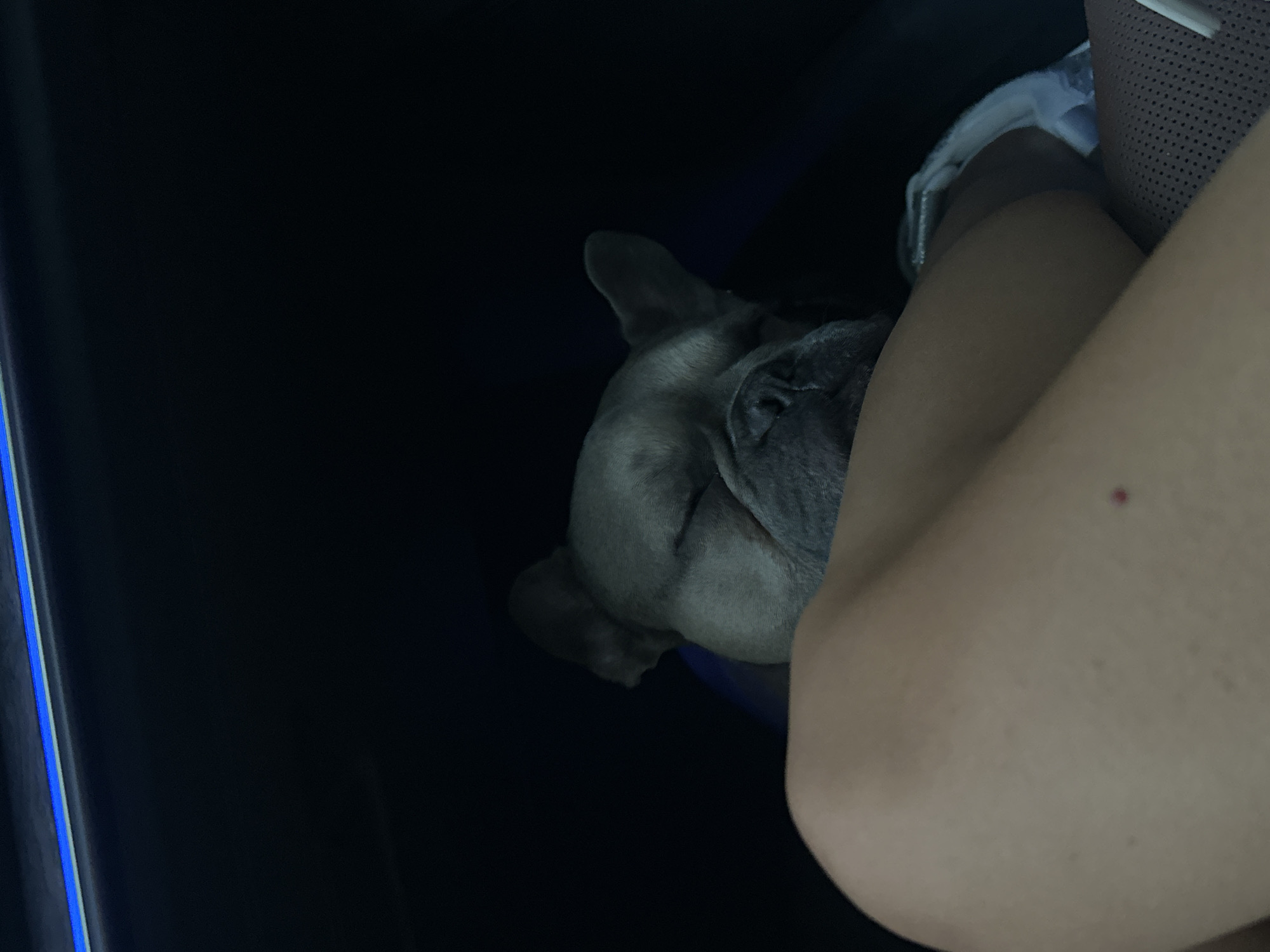 A close-up, low-angle shot shows a French Bulldog sleeping on a person's lap in what appears to be a vehicle's interior. The dog, with its eyes closed and a relaxed expression, is positioned in the upper right quadrant of the frame. The person's legs, with visible skin texture and a small red mark on the thigh, occupy the lower half of the image, suggesting the dog is being held or resting on their lap. The background is predominantly dark and out of focus, with a subtle blue light strip visible along the top edge, possibly indicating ambient lighting within the car. No specific details about the city of Krupnik, Bulgaria, are discernible from the image.
