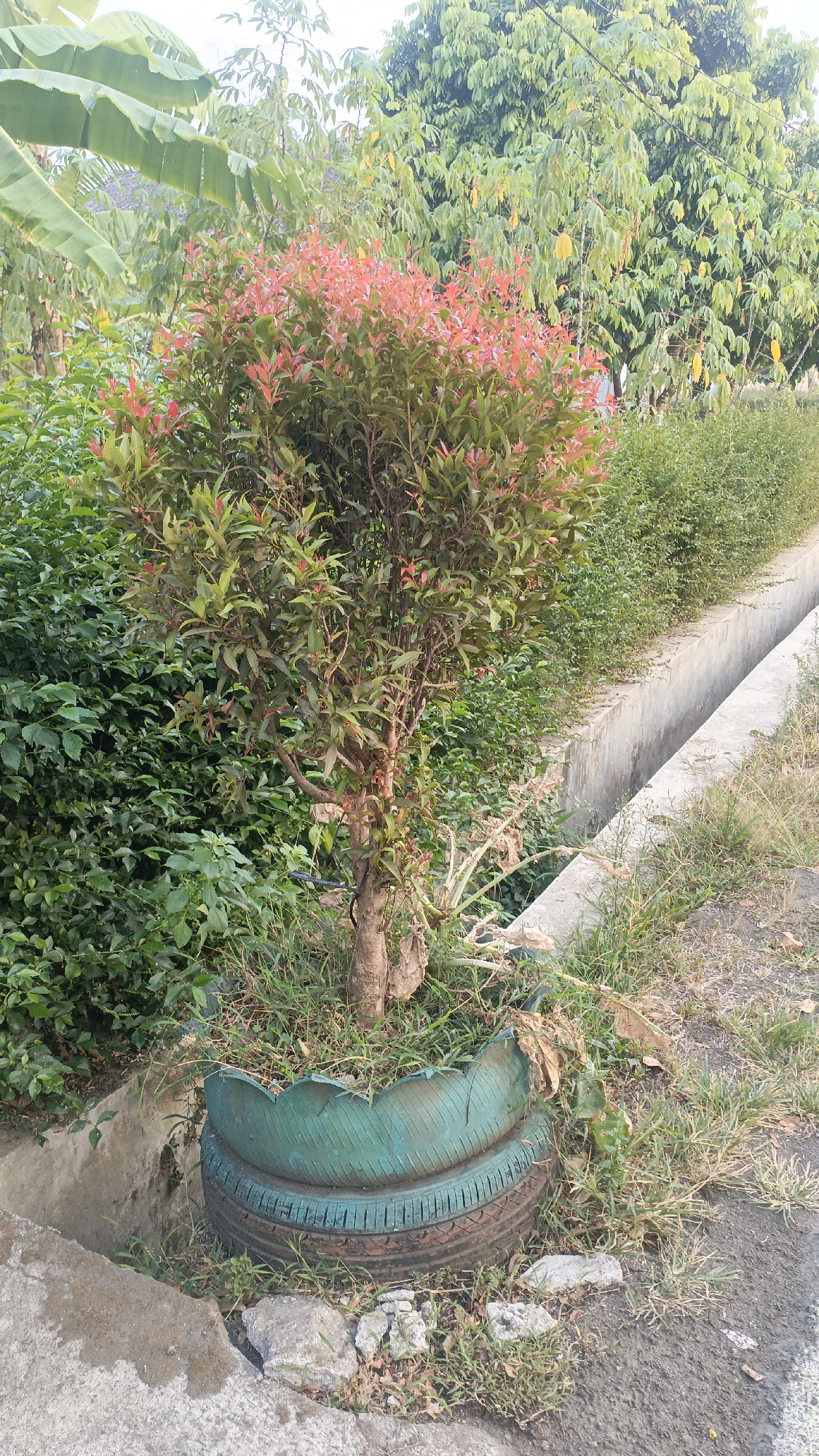 This is a vertical, eye-level, medium shot of a small tree with red-tipped leaves planted in two stacked, green-painted tires. The tree is in a planter made of two tires, one on top of the other, that has been painted green. The tires are weathered and cracked, with grass growing around and inside them. The tree itself has a thick, twisted trunk and a dense canopy of green leaves, many of which have bright red tips. Behind the tree, there is a dense hedge of dark green bushes, and further in the background, there are several tall trees with light green leaves. To the right of the tree, there is a concrete drainage ditch, and beyond that, more greenery. The ground around the planter is covered in patchy grass and some scattered rocks. The lighting suggests it is daytime, possibly late afternoon, with soft, diffused light. The scene appears to be outdoors, likely in a garden or public space, perhaps near a road. The location is Salatiga, Indonesia.