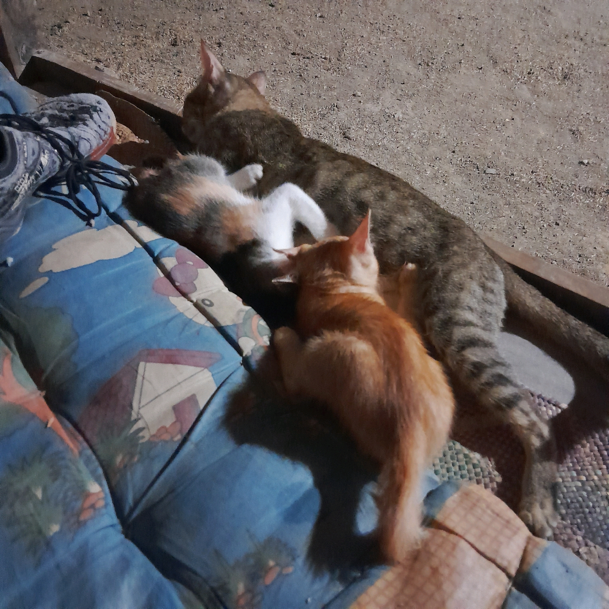 In an outdoor setting, at least three cats are visible. One adult cat, primarily brown and grey with stripes, lies on a hard, pebbly surface. A smaller orange cat is curled up next to it on a blue quilted fabric. Another, smaller kitten, with patches of white, orange, and grey, is nestled close to the adult cat. A portion of a shoe is visible on the left side of the frame, resting on the blue fabric. The background consists of a rough, sandy or gravelly ground. The scene appears to be captured at night or in low light conditions.