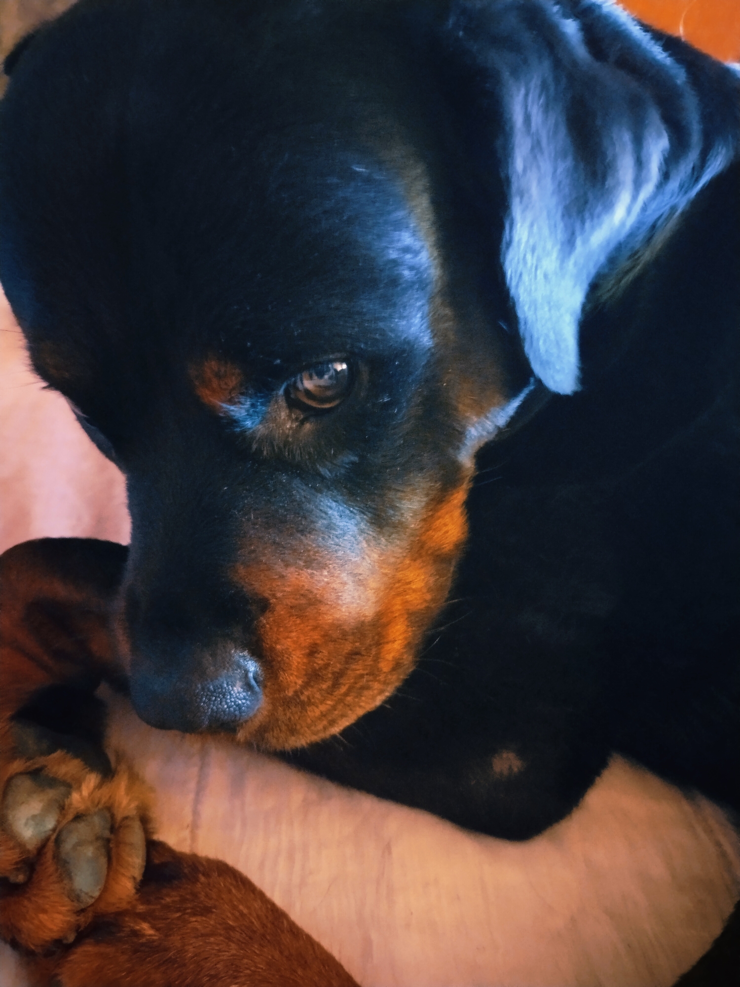 The image is a close-up, low-angle shot of a Rottweiler dog lying down. The dog's head is the primary focus, with its dark fur and tan markings clearly visible. The dog's eye is open and looking towards the viewer, with a hint of sadness or weariness. Its nose is dark and slightly moist. One of the dog's paws is visible in the foreground, resting on a soft, light-colored surface. The lighting is dim, with a blueish hue cast over the dog's head and ear, suggesting it might be indoors or in low light conditions. There are no identifiable landmarks or elements in the image that would indicate a specific location within the city of Horishni Plavni, Ukraine. The scene is static, with the dog appearing to be relaxed or resting.