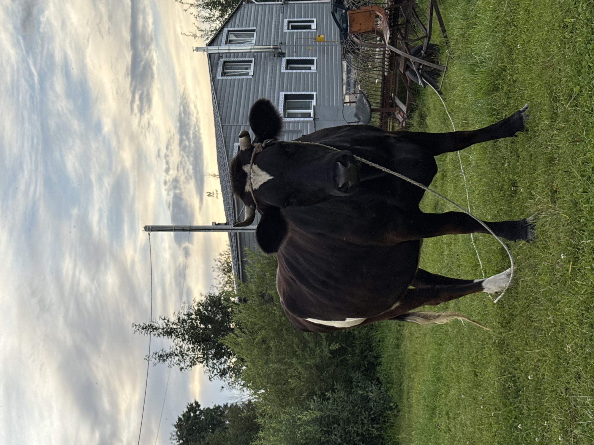 In Gornozavodsk, Russia, a black and white cow stands on a grassy field in front of a two-story grey house. The cow is facing the camera, with a white diamond shape on its forehead and a white patch on its hindquarters. It is tethered by a rope. The house has multiple windows with decorative white trim. Behind the house, trees and foliage are visible. In the background, a utility pole with wires stretches across the frame, and farm equipment is present, including what appears to be a rake and a chair. The sky is cloudy with hints of sunlight.