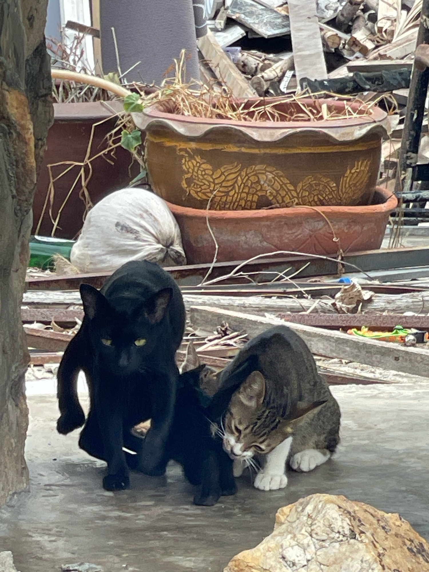 This image depicts a scene in the city of Ban Na Chom Thian, Thailand. In the foreground, a black cat is positioned to the left, with a tabby cat in the center right, appearing to be interacting with the black cat. Both cats are on a paved surface. Behind the cats, there are several large terracotta pots, some containing dry vegetation. A white bag is also visible in the background, as well as debris that includes wood and possibly construction materials. The overall environment appears somewhat neglected or cluttered.