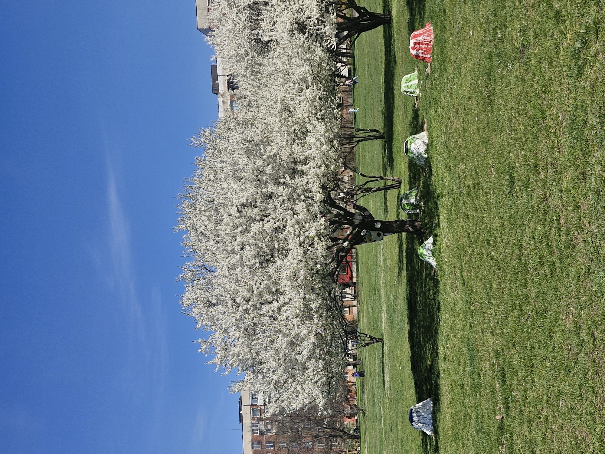 The image shows a line of flowering trees in a park, likely in Sofia, Bulgaria based on architectural style. The trees are in full bloom with white flowers, and there is a green grassy area. There are several painted rocks. In the background, there are buildings. The sky is blue with few clouds. The image is taken at ground level.