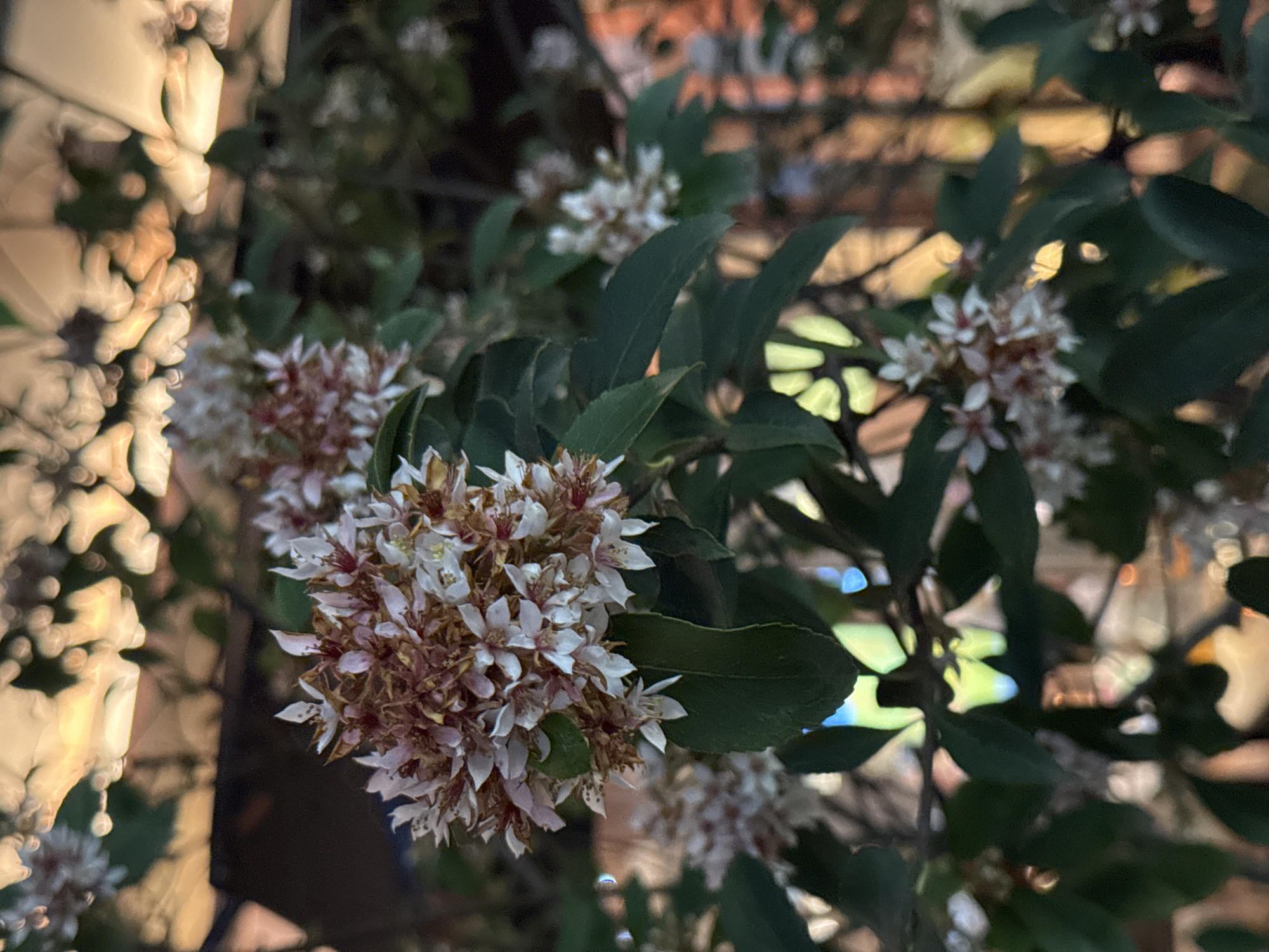 The image shows a close-up of flowering shrubs with dark green leaves. The flowers are small, white with reddish-brown centers, and clustered in bunches. Some flowers appear faded. The background is blurry but suggests a garden or park setting with possible architecture. There is no indication that the image was taken in Jinjiang District, China. No people are visible. The setting appears to be outdoors, possibly during the evening or in low light conditions.