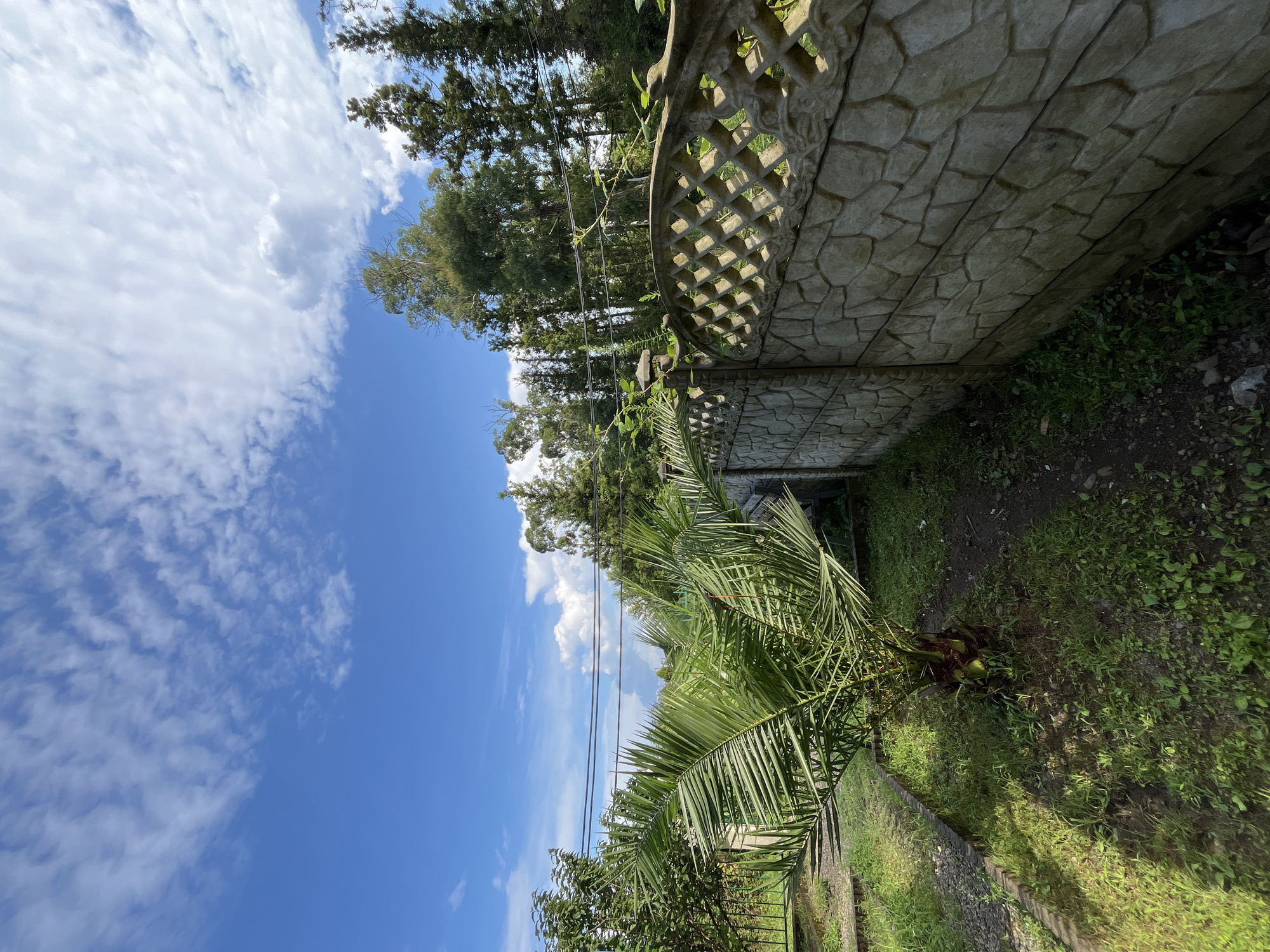 The image captures a view of a backyard in Ureki, Georgia, on a bright, partly cloudy day. A young palm tree stands prominently in the foreground, its fronds reaching towards the sky. To the right, a textured concrete fence with a decorative diamond pattern lines the property. Beyond the fence, a dense line of tall trees, possibly conifers, forms a natural backdrop. Overhead, electrical wires stretch across the scene, suspended against a vibrant blue sky dotted with fluffy white clouds. The ground is covered in grass and a dirt path.
