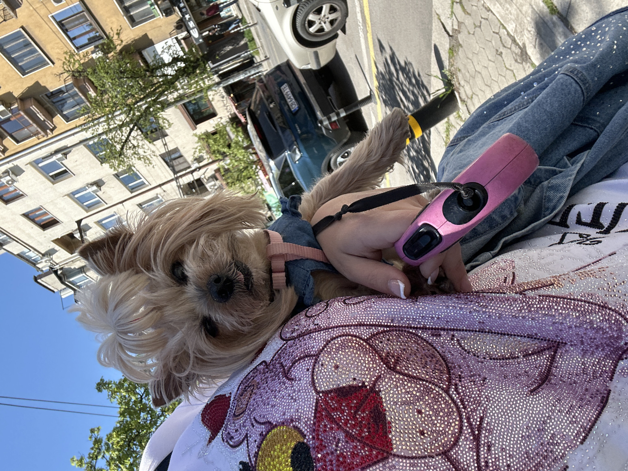 A Yorkshire terrier dog is held in the lap of a person wearing a bedazzled t-shirt with a denim jacket in Sofia, Bulgaria. The person is holding a pink retractable dog leash. In the background, there is a city street with cars parked along the side. A large building with many windows can be seen on the left side of the frame.