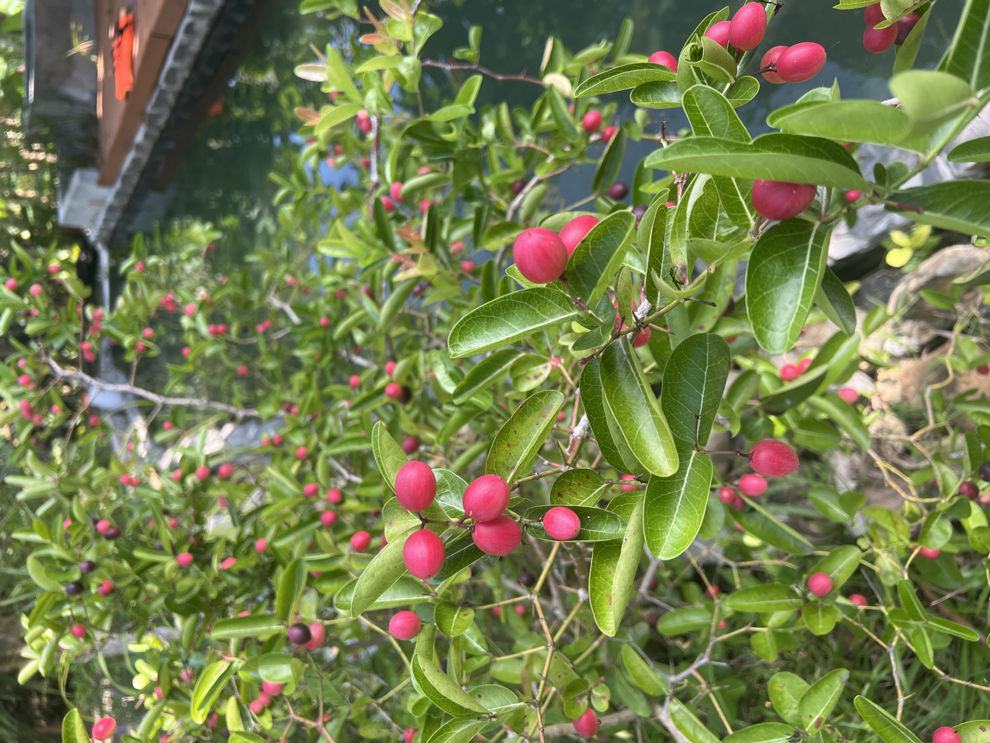 The image shows a close-up view of a tree branch laden with small, red, oval-shaped fruits. The fruits are clustered together and some are darker, appearing to be ripe or overripe. The tree has lush green leaves, some of which are shiny. In the background, out of focus, is a body of water, likely a pond or canal, with a wooden deck and some orange objects on it. The scene suggests an outdoor environment, possibly a garden or park, within a city. Given the context of Đà Nẵng, Vietnam, this could be a botanical garden, a residential garden, or a public park in the city known for its tropical climate and lush vegetation. No people are visible in the image.