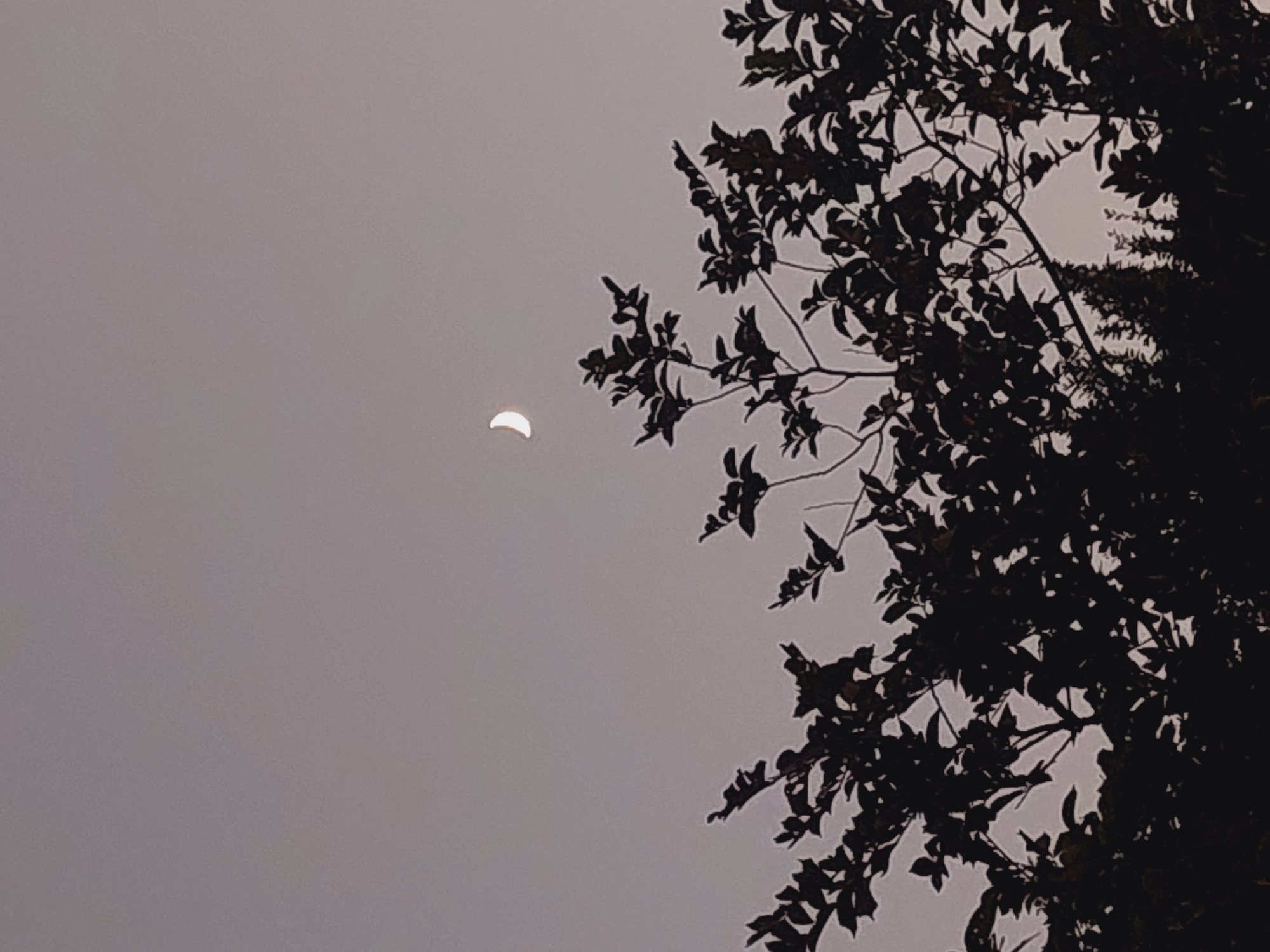A crescent moon is visible in the pale sky above the silhouette of trees. The trees are dark and leafy, with branches reaching upwards. The image appears to be taken at dusk or dawn. There are no people or man-made structures clearly visible. The location is not specified.