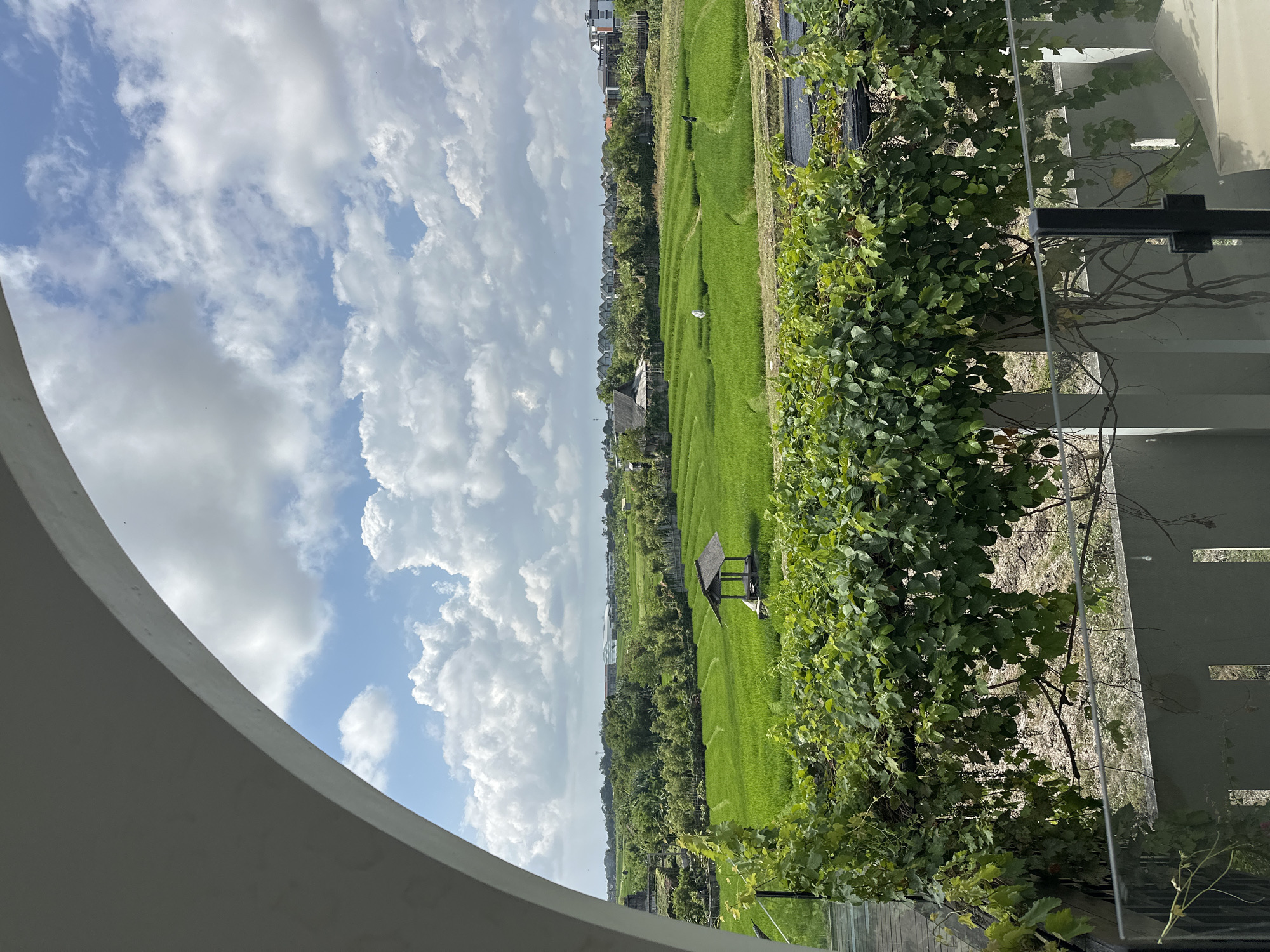 This is an outdoor, eye-level medium shot of lush green rice paddies in North Kuta, Indonesia, framed by an arched overhang in the foreground. In the distance, a small thatched-roof hut sits amongst the vibrant green fields, which are bordered by trees and some buildings. The sky above is a bright blue, dotted with fluffy white clouds. In the foreground, a dense canopy of green vines cascades over a railing, partially obscuring a concrete structure and some fencing below. The scene appears tranquil and depicts a rural landscape within a developed area.
