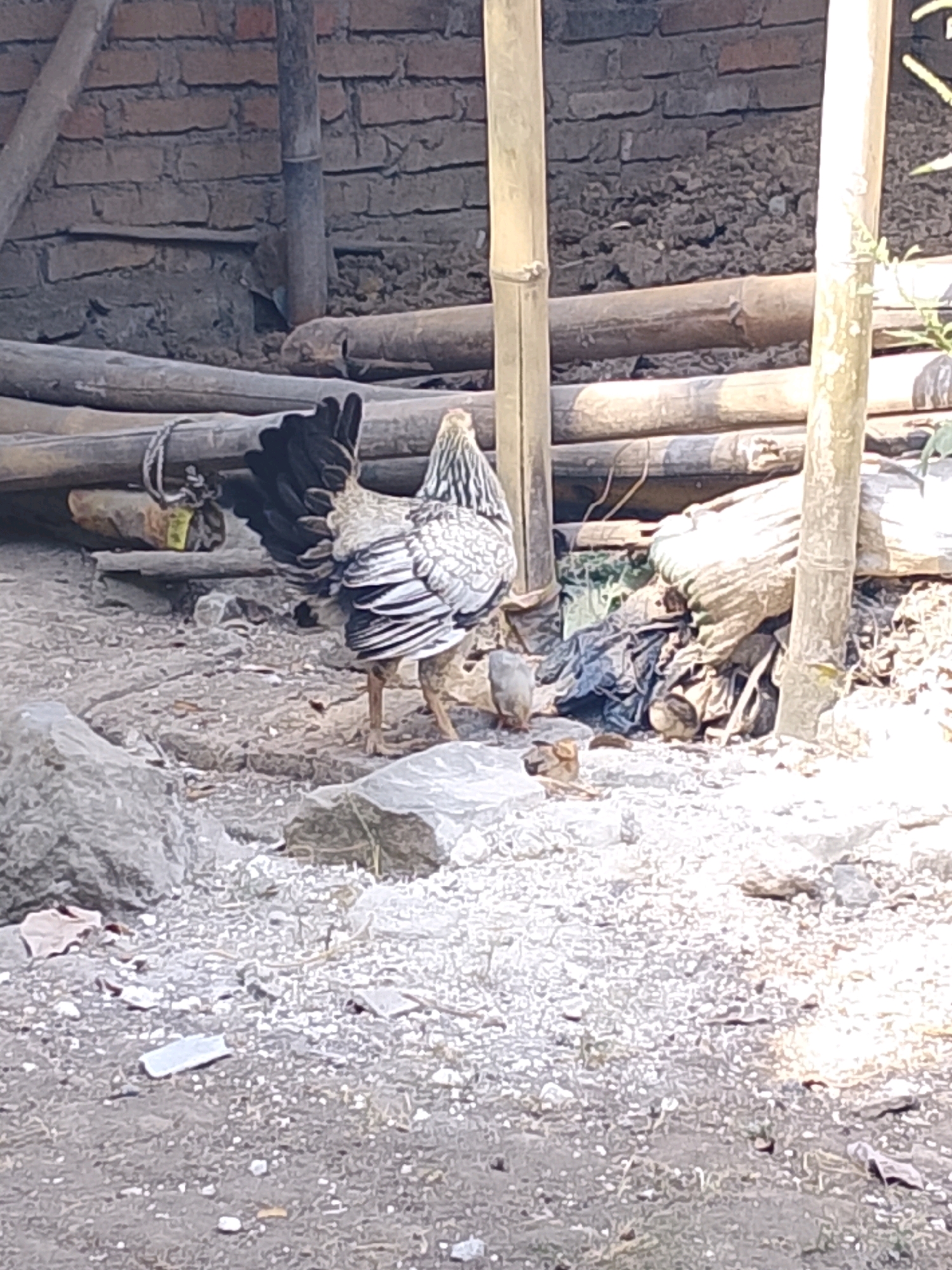 A hen and three chicks are visible in an outdoor, rustic setting. The hen, predominantly grey and white with black tail feathers, stands facing away from the viewer. She is positioned near a large grey rock and appears to be foraging. To her right, three small chicks are scattered on the ground. One chick, light brown, is close to the hen. Another chick, a darker brown, is partially obscured by the hen's legs. The third chick, light brown, is further to the right and in the foreground. The ground is composed of dirt and small pebbles, with larger stones and debris scattered throughout. In the background, a brick wall and bamboo poles suggest a simple structure or enclosure. The lighting indicates it is daytime, with harsh shadows cast on the ground. The overall scene depicts a rural or semi-rural environment.
