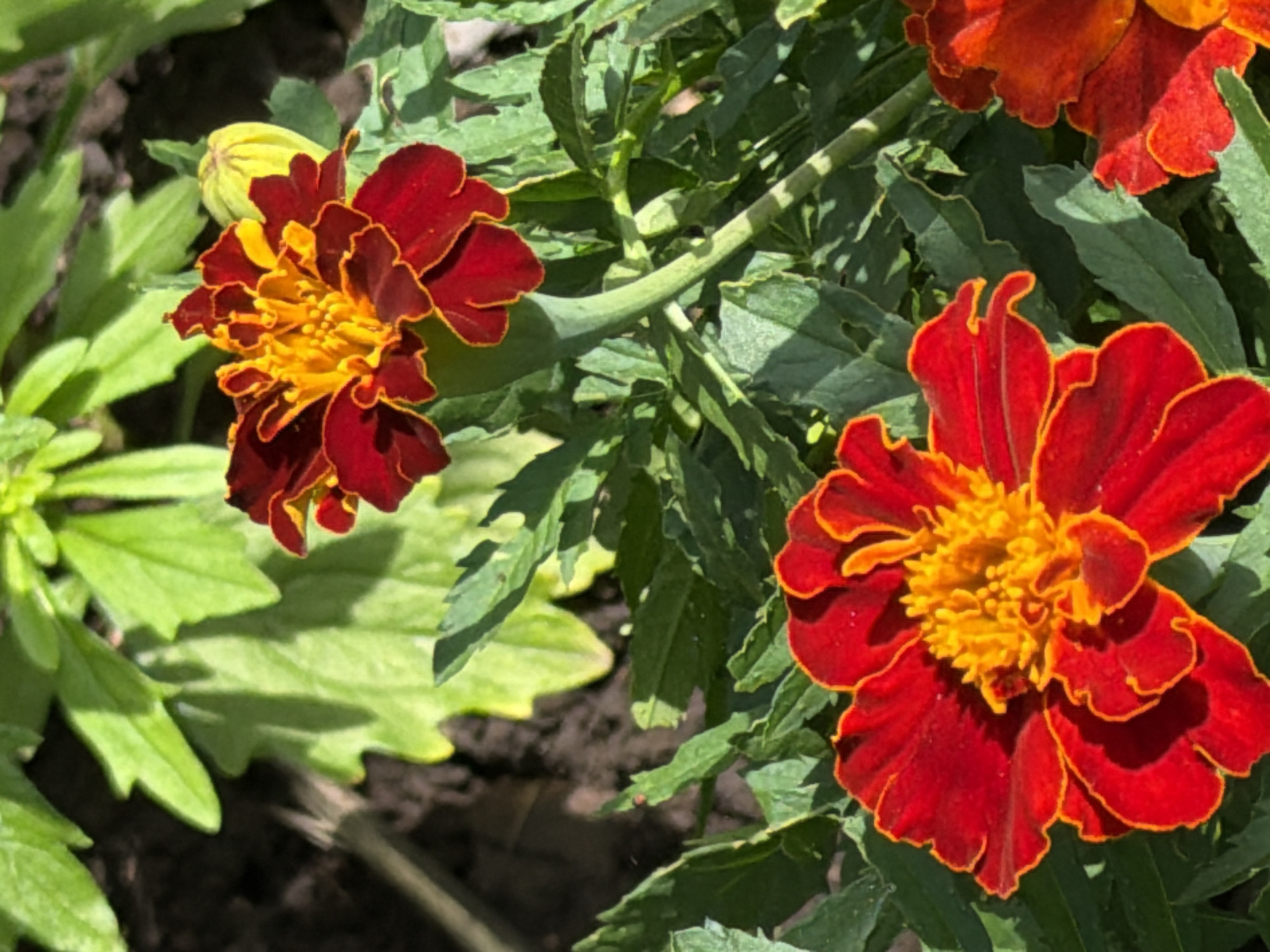 A close-up, eye-level shot showcases two vibrant red and orange marigold flowers against a backdrop of green foliage and dark soil. The flower in the foreground is fully bloomed, its petals a rich red with bright orange centers, outlined in a thinner strip of orange. Its stem, a pale green, is visible extending upward and to the right. To the upper right, a second marigold is partially visible, featuring similar colorations of deep red and orange. Behind these, more marigold foliage is present, along with a tightly closed yellow bud. The lighting suggests a sunny day, casting shadows on the leaves and highlighting the flowers' textures. The scene is natural, likely a garden setting, with no signs of human presence or activity. The location is unknown, within a city that is also unknown.