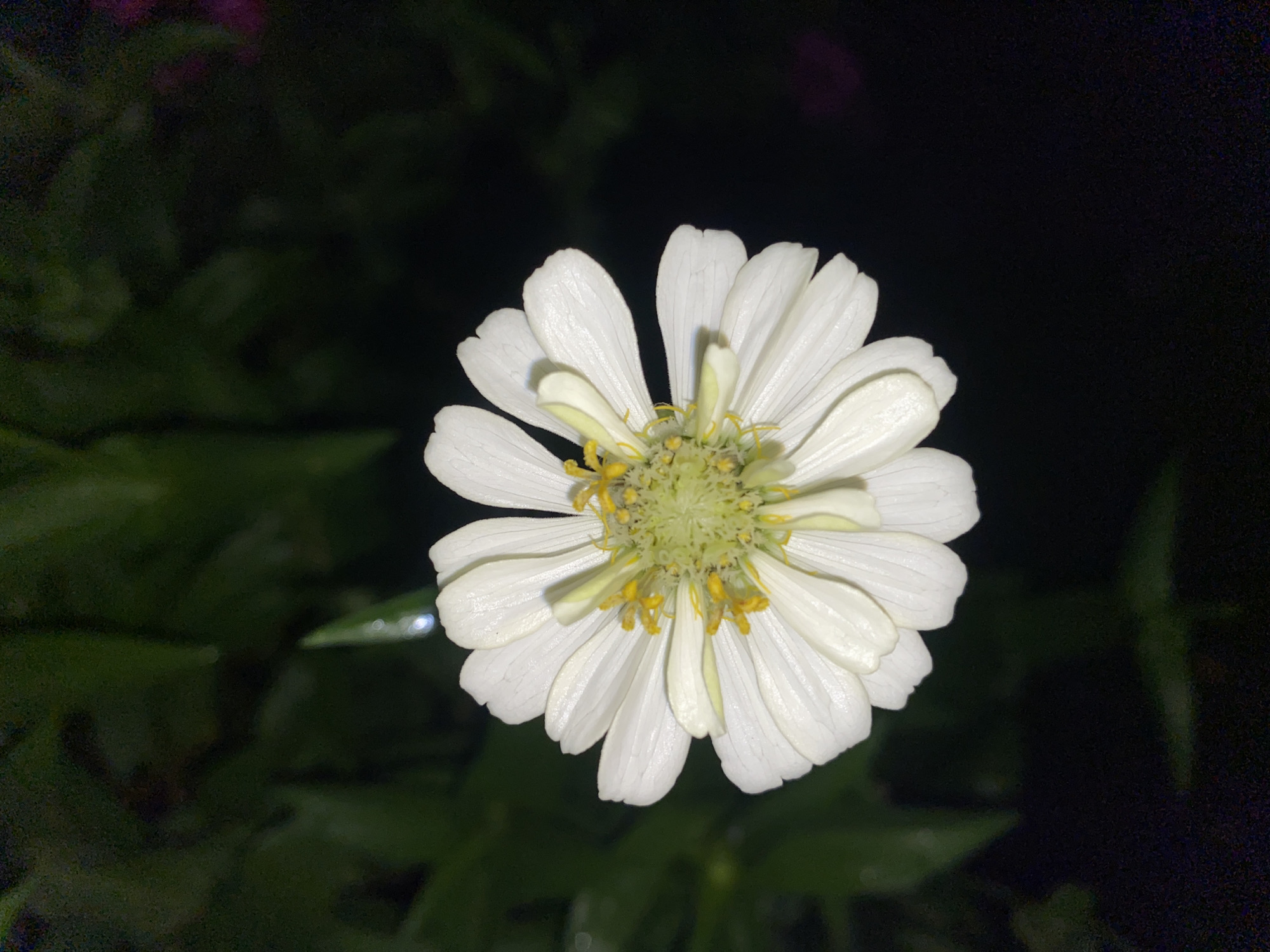 A close-up, overhead shot captures a single white zinnia flower, its petals fanning outwards. The center of the flower is a vibrant green, dotted with yellow stamen. The background is a dark blur of greenery and blackness, suggesting it was taken at night or in a dimly lit area. The image does not provide any information about its location in Davao City, Philippines, or any specific details about people, actions, or interactions.
