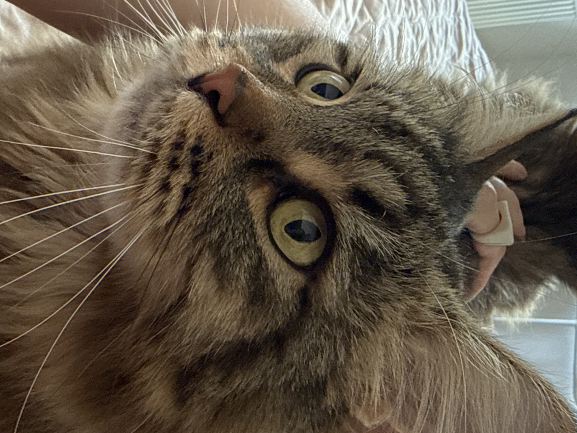 A close-up, upward-angled shot captures the face of a fluffy, brown and black tabby cat, likely in Izhevsk, Russia. The cat's head is tilted, and its large, round eyes, which are a striking greenish-yellow with dilated black pupils, are wide and alert, gazing directly upwards, suggesting curiosity or surprise. Its pink nose is prominent in the center, surrounded by long, white whiskers that extend outwards from its muzzle. The cat's fur shows distinct tabby markings, a mix of various shades of brown, black, and tan.
The cat appears to be held or cradled, with light-skinned fingers or hands visible on the right side near its ear and partially obscured at the top left of the frame. The background is softly blurred, revealing a light-colored, possibly textured fabric, like a blanket or sheet, on the left, and a white, ribbed or corrugated surface on the right, hinting at an indoor setting such as a bed or sofa. No specific time of day or weather can be discerned, but the lighting suggests ambient indoor illumination. There is no visible text in the image.