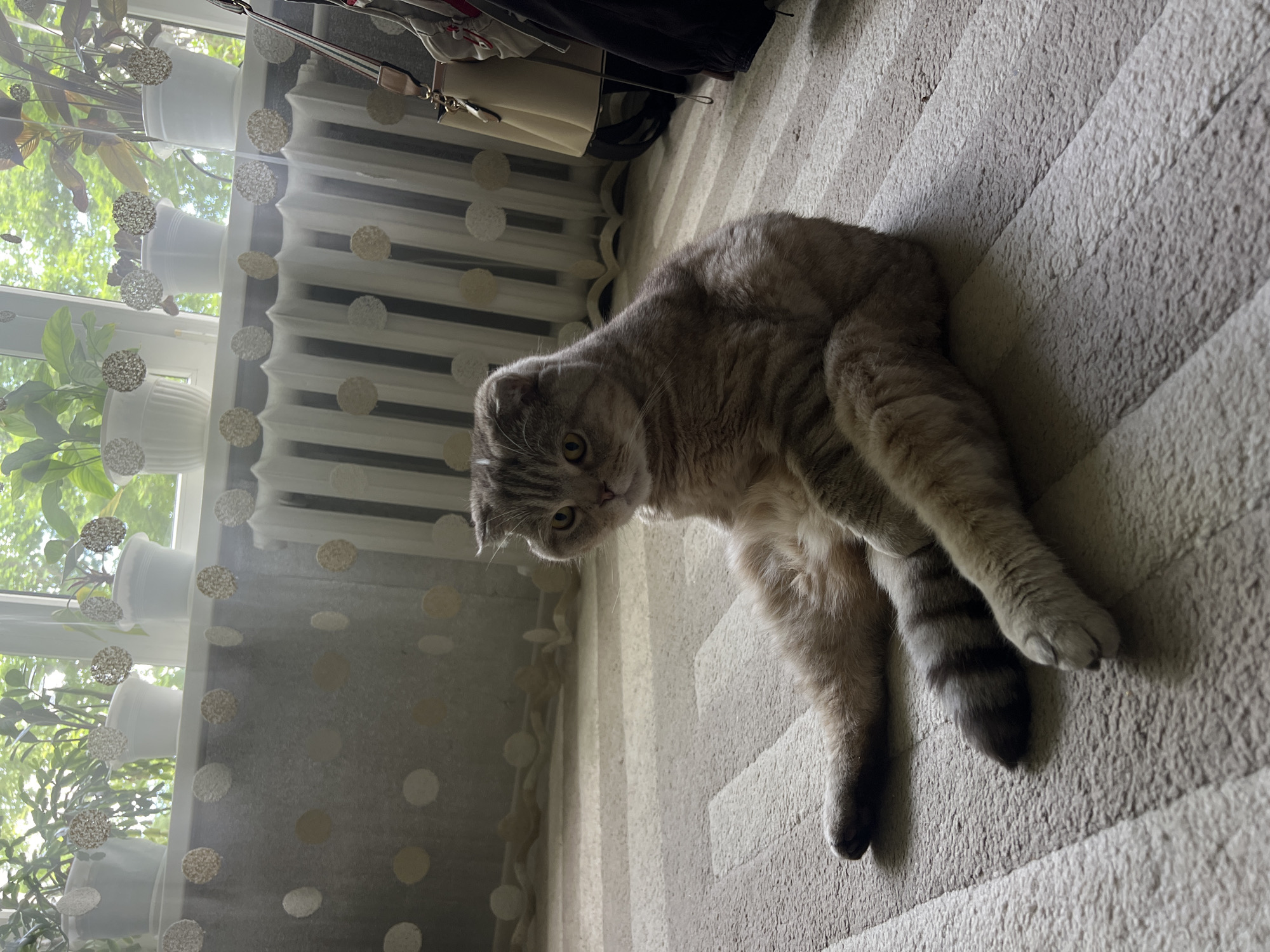 A Scottish Fold cat is sitting on a carpeted floor in a room. The cat is light brown with grey tabby markings and has folded ears. Its legs are splayed out in front of it. In the background, there is a radiator covered by a sheer curtain with circular patterns. Beyond the curtain, a window is visible with several potted plants on the windowsill. A handbag and some clothing are hanging on the right side of the image. The lighting suggests it is daytime. The scene appears to be an indoor residential setting.