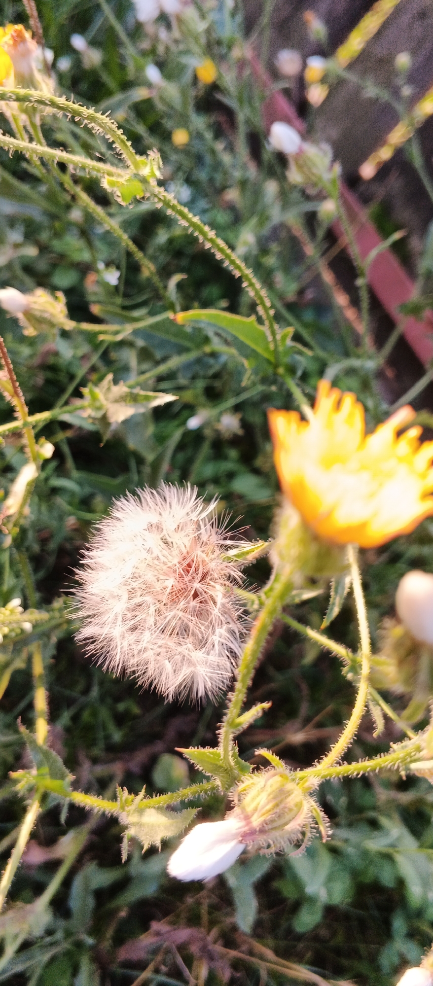 The image shows a close-up of plants with focus on a fluffy dandelion seed head and a yellow flower in the background. The plants have green stems covered in fine hairs. The environment appears to be outdoors, with soft natural lighting, suggesting it might be morning or evening. The context provided about Smila, Ukraine, implies the photograph was taken in a natural or semi-natural setting within that city, possibly a park, garden, or roadside. There are no people or specific actions depicted, only the botanical subjects and their immediate surroundings.