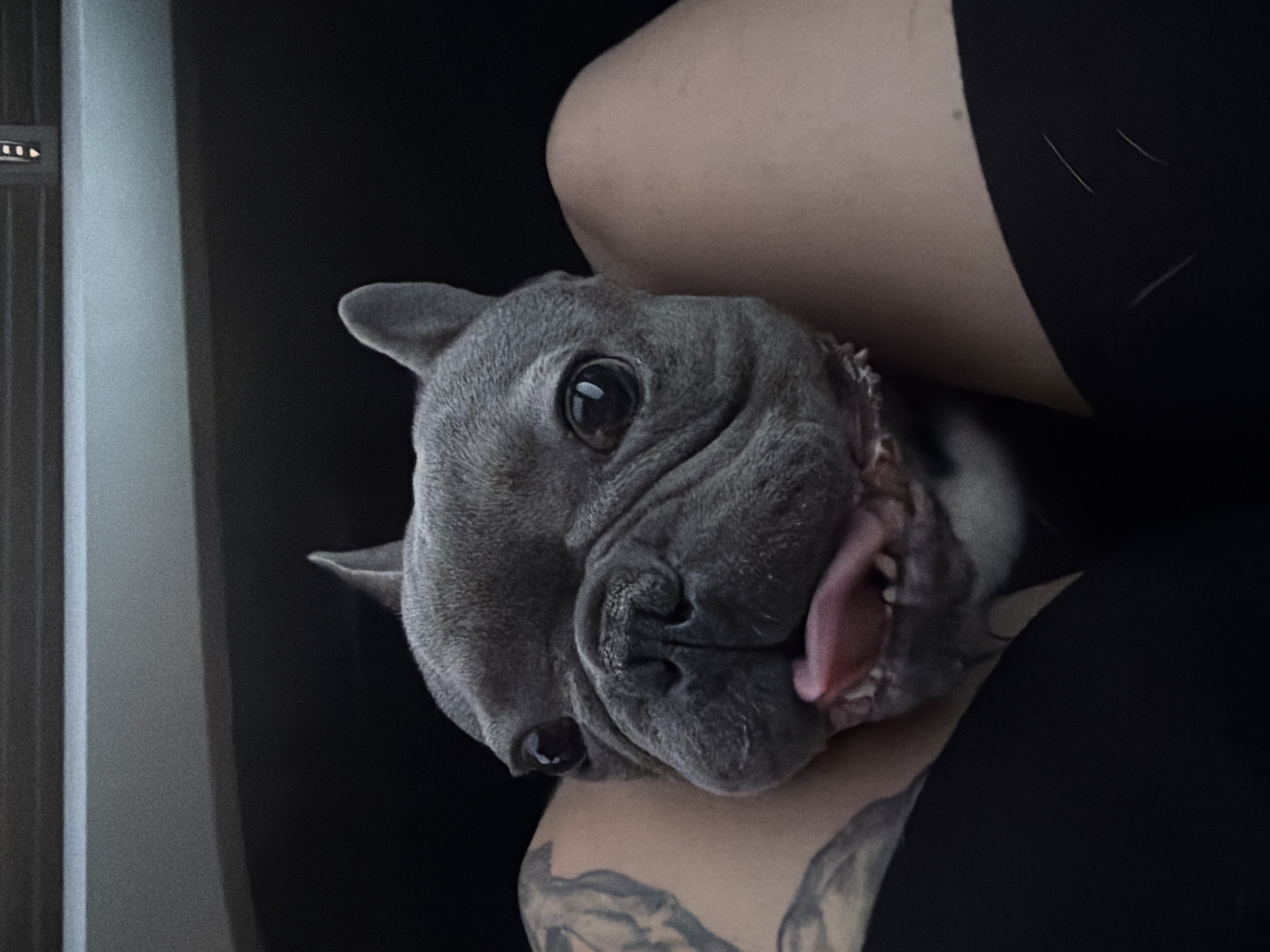 A gray-blue French Bulldog's head is positioned centrally, resting between the upper thighs of an individual. The dog features dark, wide-set eyes, a wrinkled snout, and small, erect ears. Its pink tongue is extended from a slightly open mouth, revealing some lower teeth. The individual's left thigh displays extensive dark tattooing, while both thighs are partially clad in dark fabric at the lower edge of the frame. The background is a dark, out-of-focus vehicle interior, with hints of a dashboard, an air vent, and a small illuminated indicator light visible in the upper section. The lighting is dim. The provided context states the location is the city of Dolno Ablanovo, Bulgaria.