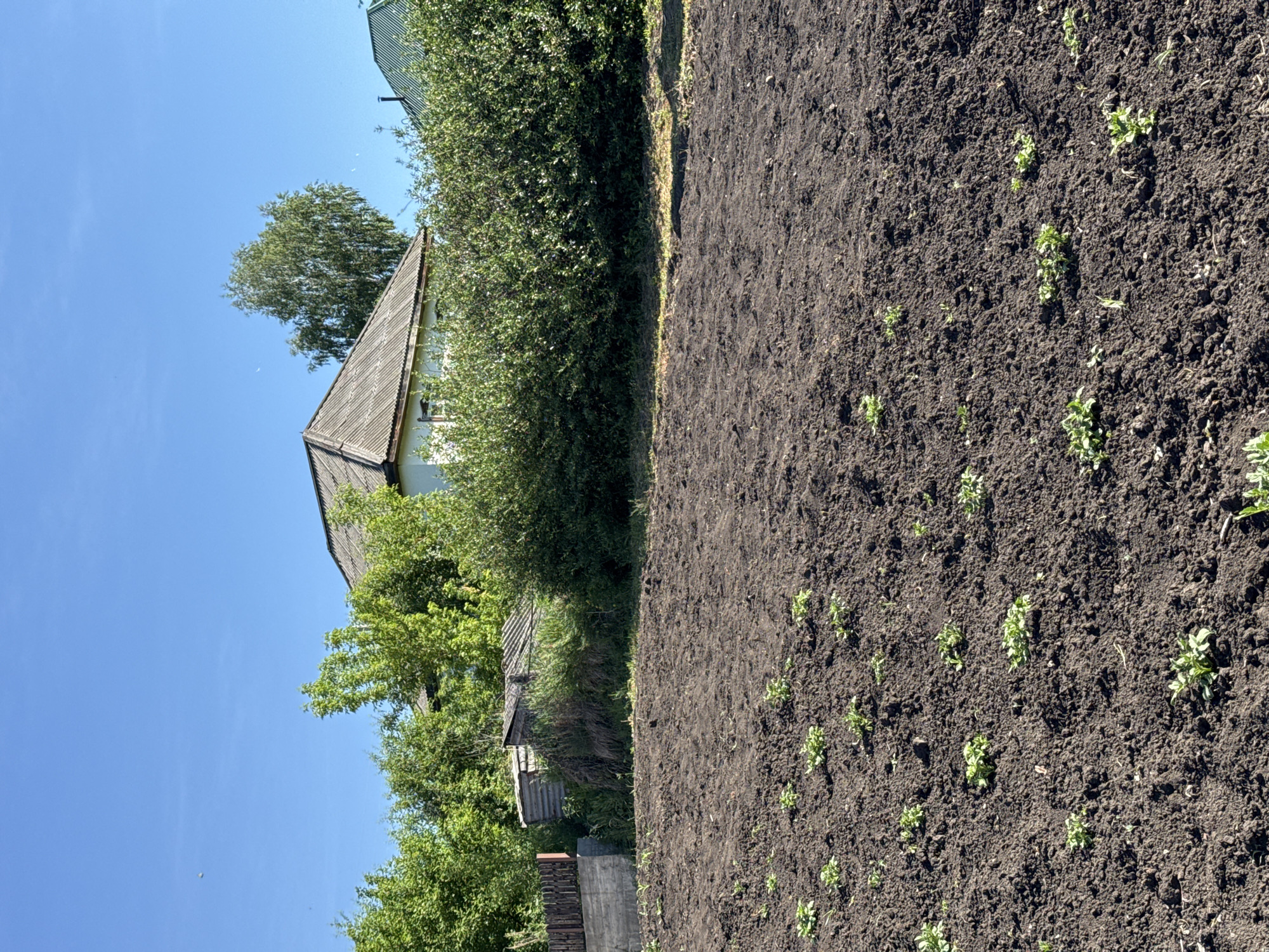 An eye-level, wide-angle, outdoor shot captures a sunlit residential scene on a clear day in Soloneshnoye, Russia. In the foreground, a freshly tilled dark soil field is dotted with young green plants, likely a vegetable garden. The middle ground features a dense row of green bushes, behind which a portion of a white house with a grey, corrugated roof is visible. To the left of the house, a small wooden shed or outbuilding is nestled among overgrown greenery. A grey wooden fence runs along the left edge of the image. In the background, mature green trees and another house with a green roof complete the rural landscape under a bright blue sky. No people are present in the frame.