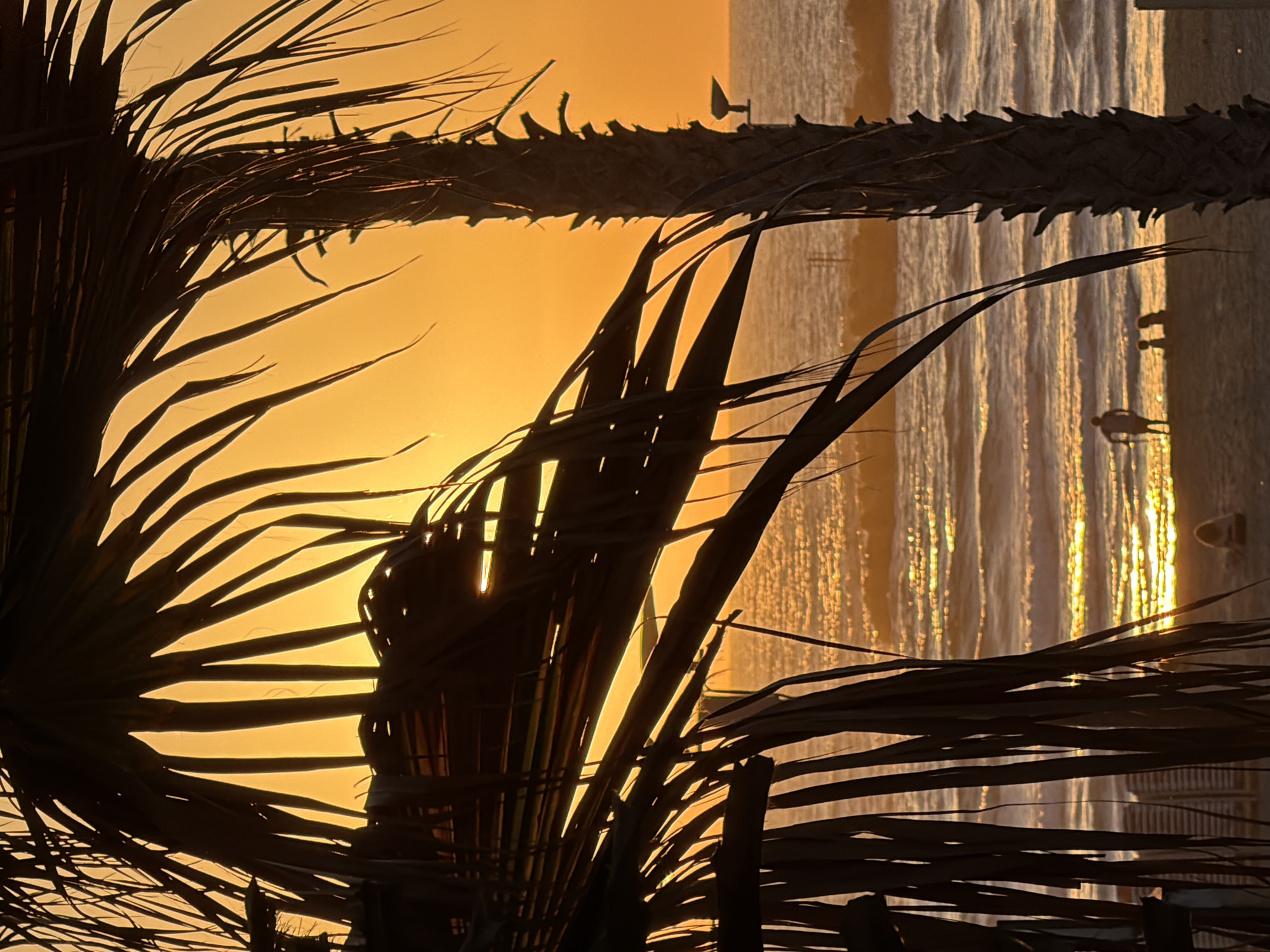 The image captures a Tel Aviv beach scene at sunset, framed by silhouetted palm leaves in the foreground. The sun casts a golden glow over the water and sky. People are silhouetted on the beach, and waves gently roll onto the shore. A sailboat is visible in the distance.