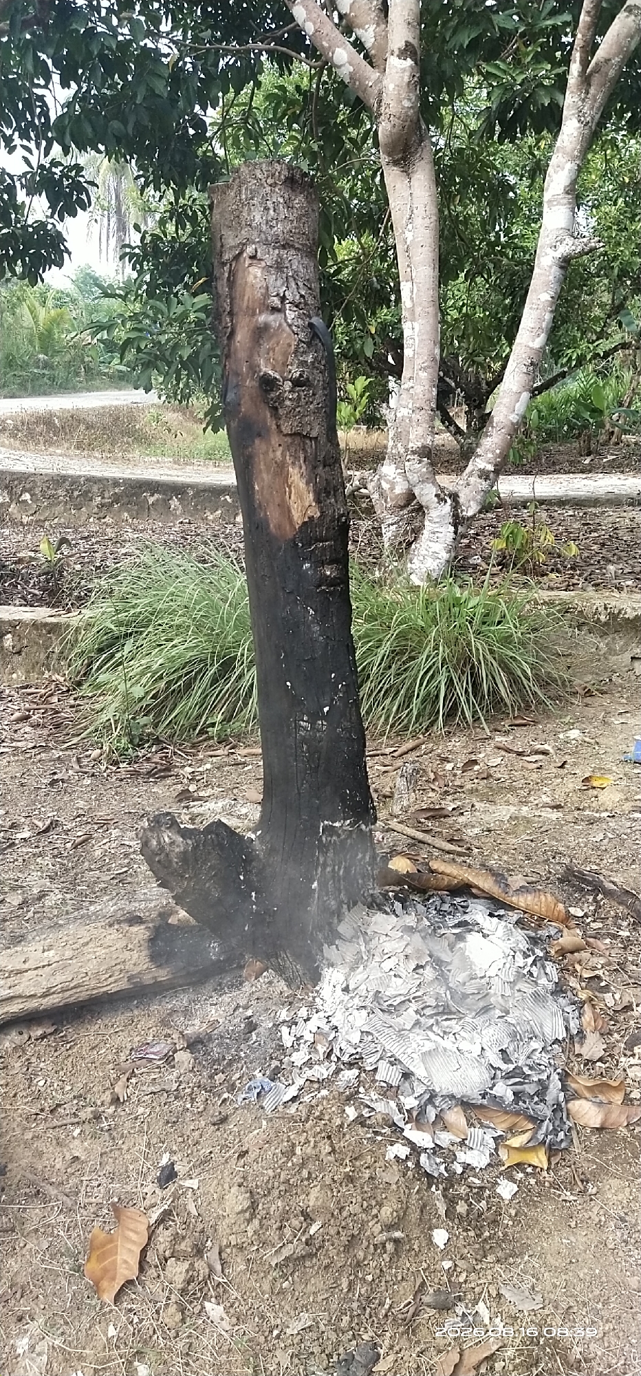 The image shows a burnt tree stump with smoldering ashes and debris at its base. The stump is charred black from the bottom up, with some lighter-colored wood visible higher up. A portion of a fallen log lies to the left of the stump, also showing signs of burning. In the background, green foliage from trees and grass creates a natural setting. The ground is covered with dirt, dry leaves, and ash. In the distance, a pathway or road is visible. The overall scene suggests an outdoor area, possibly a yard or park, in a tropical or subtropical region given the vegetation. The timestamp at the bottom right corner indicates the image was taken on 2020-06-16 at 08:39, but provides no location information. Without additional information, the specific location in Muka Haji, Indonesia cannot be confirmed from the image alone.