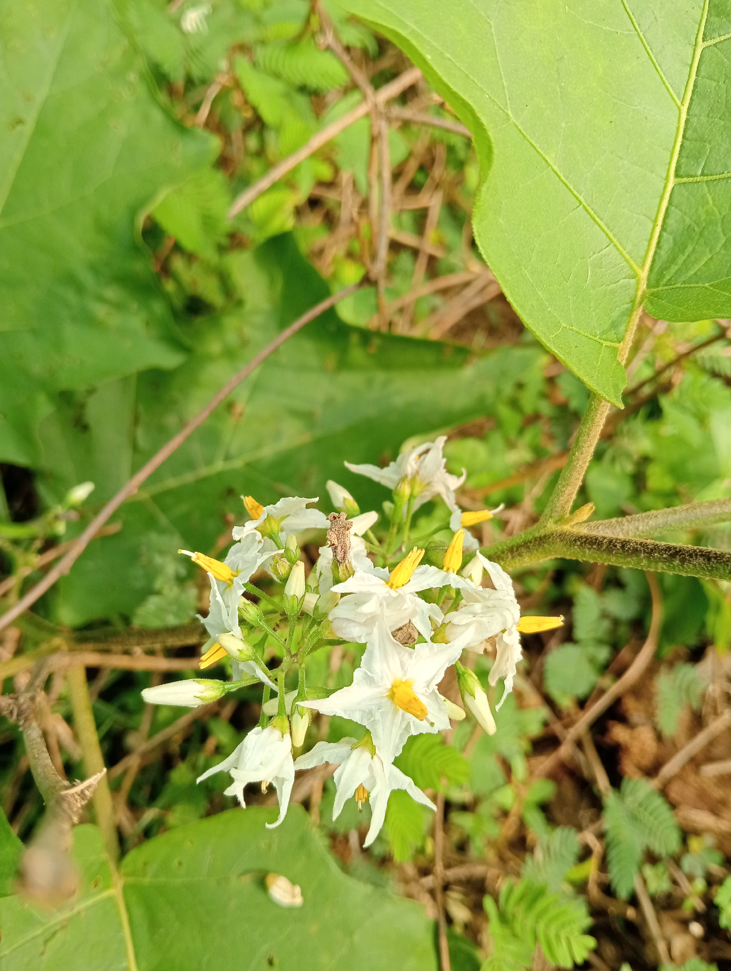 This image shows a cluster of small, white flowers with yellow centers, likely a Solanum species, growing on a green, somewhat woody stem. The flowers are delicate and star-shaped with five pointed petals. Several buds are also visible, some elongated and white, others appearing more rounded. A small, brown insect, possibly a spider or beetle, is perched on one of the flowers. Large, green leaves of the plant form a backdrop, with some appearing slightly wrinkled or aged. In the background, there is a blurred environment of dry leaves, twigs, and other green vegetation, suggesting an outdoor, natural setting. The lighting is natural, likely daylight, casting soft shadows. The image appears to have been taken in Campago Barat, Indonesia, as per the provided context.